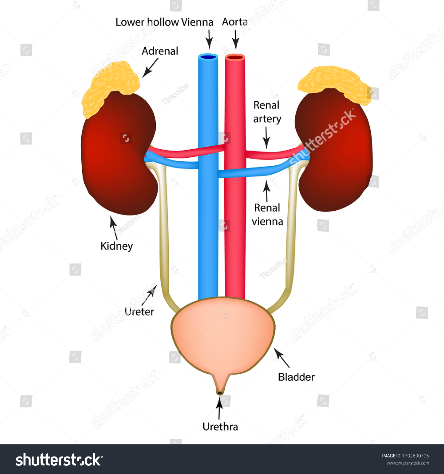 Structure Kidneys Bladder Excretory System Infographics Stock ...