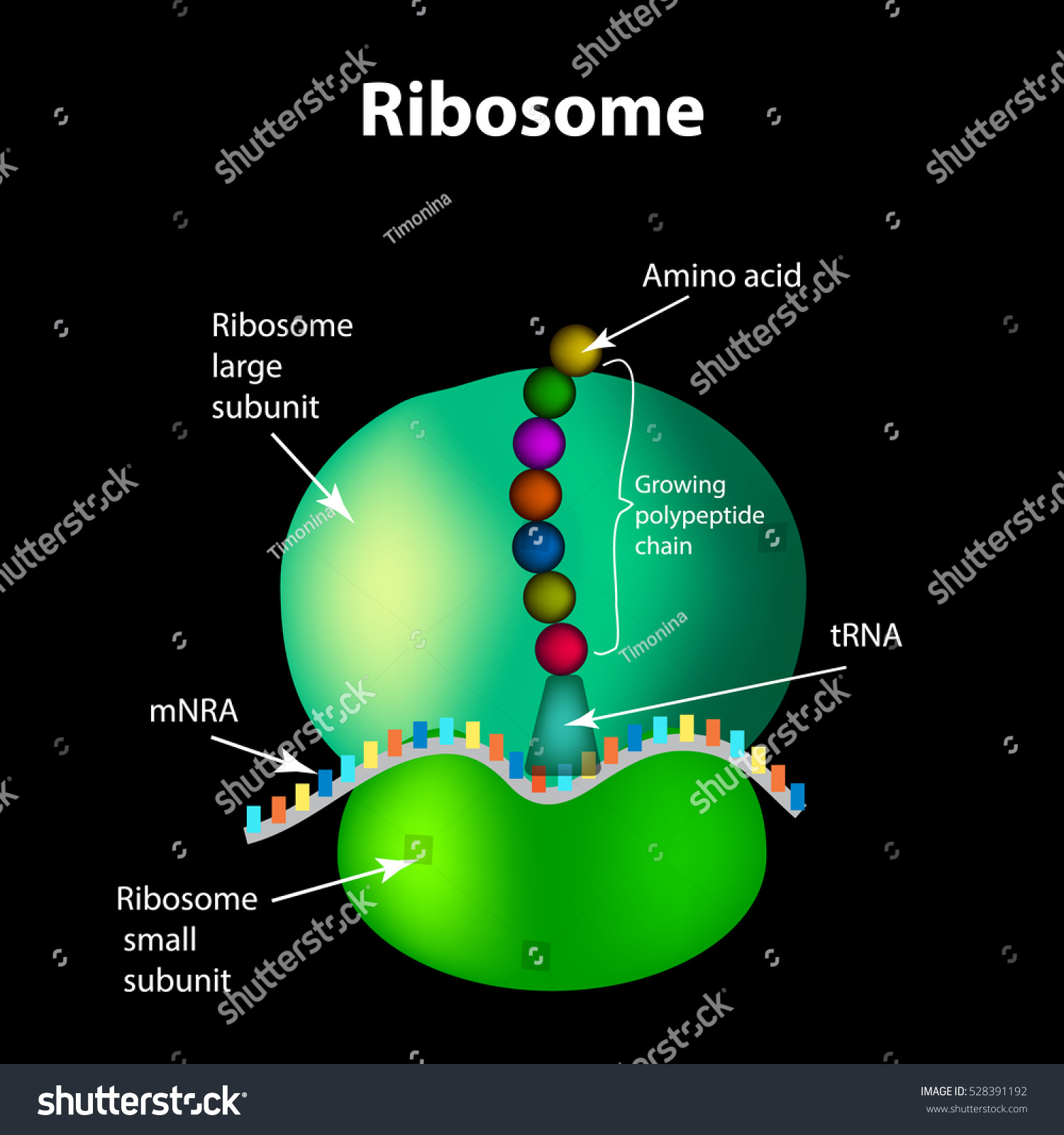 Structure Ribosome Infographics Illustration Stock Illustration ...