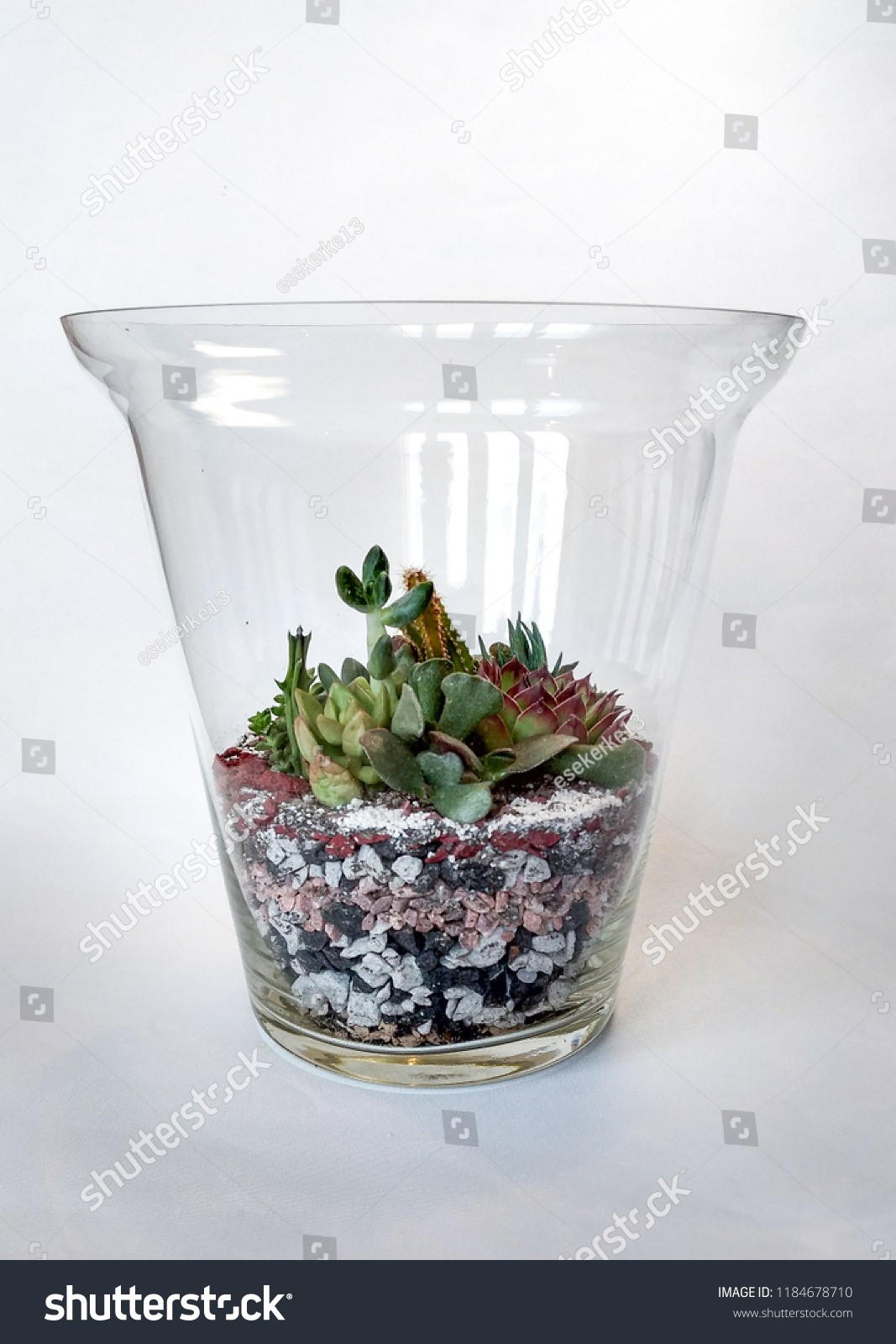 stock photo the succulent terrarium in a glass cone vase