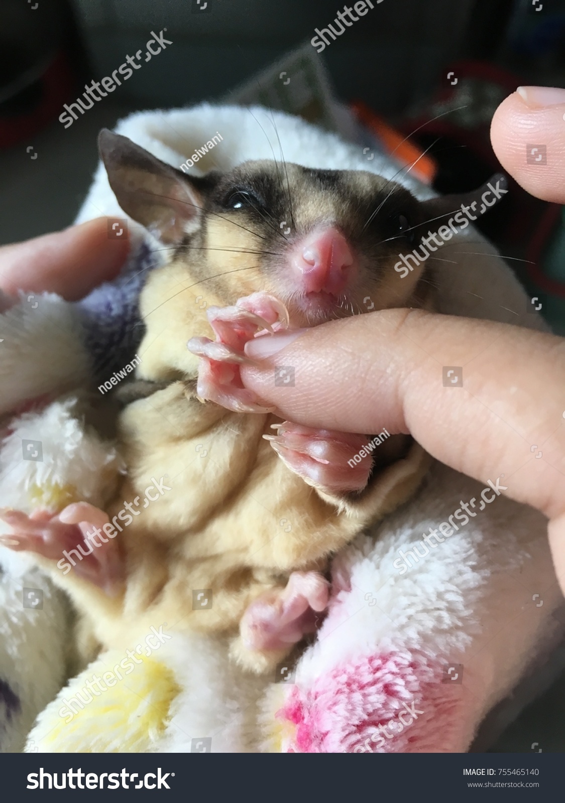 Sugar Glider Shaking Finger Animals Wildlife Stock Image 755465140