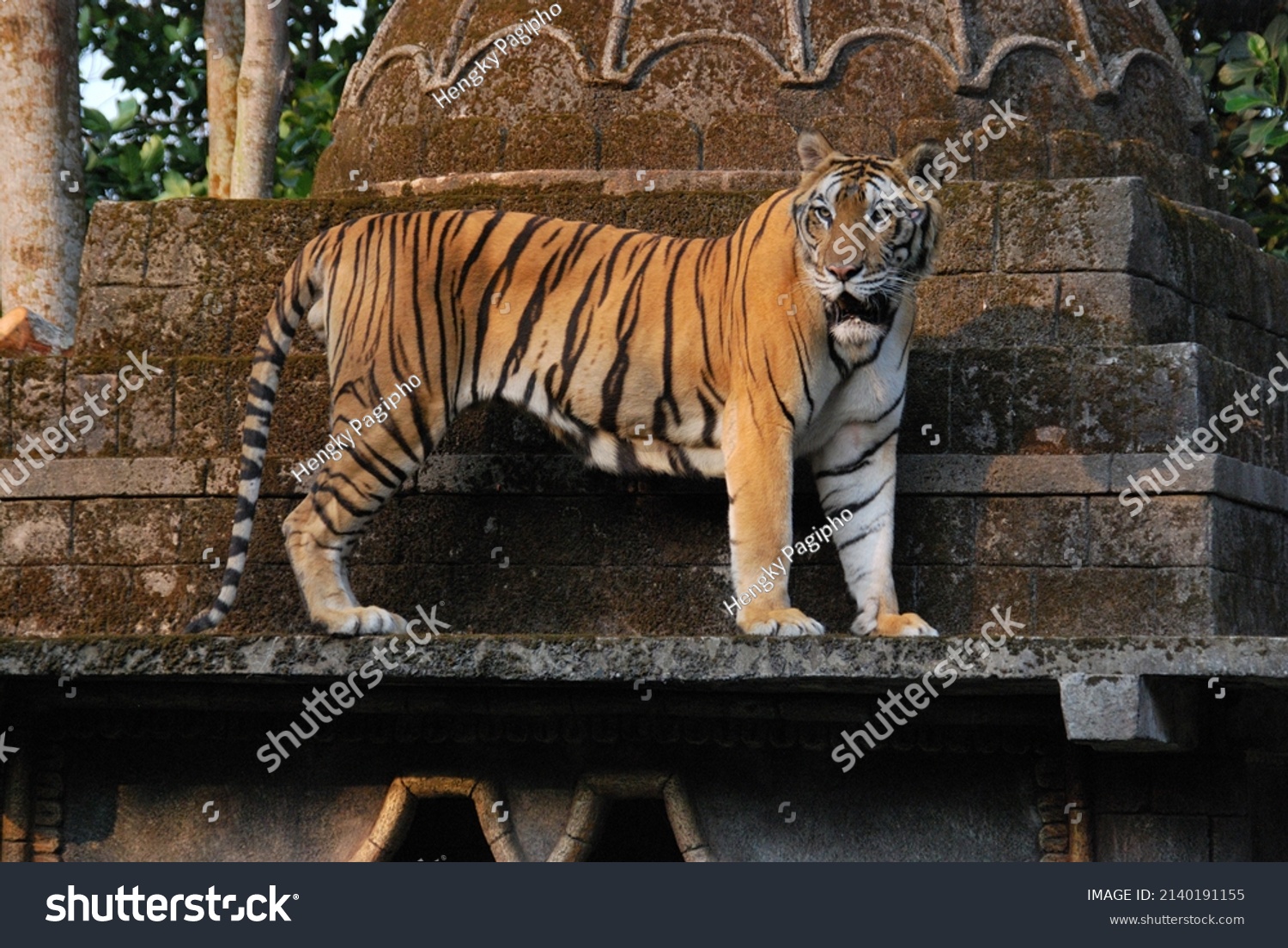 sumatran tiger safari park