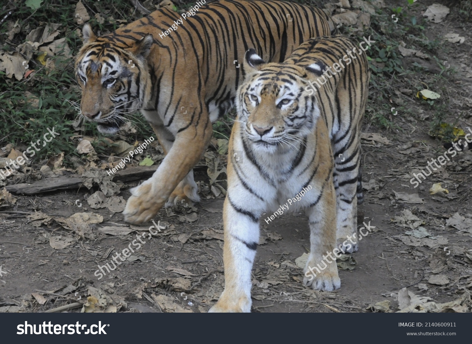 sumatran tiger safari park