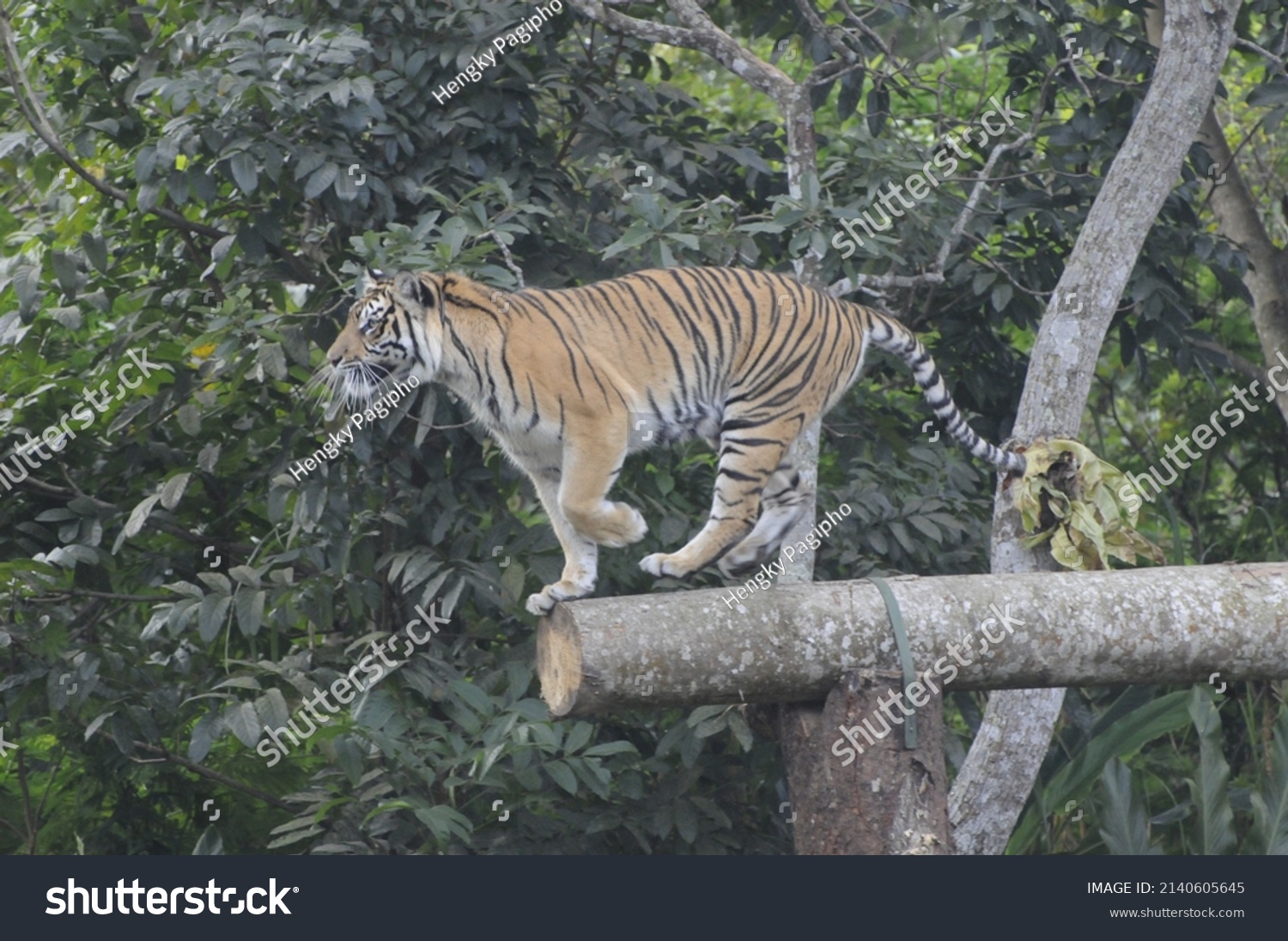 sumatran tiger safari park