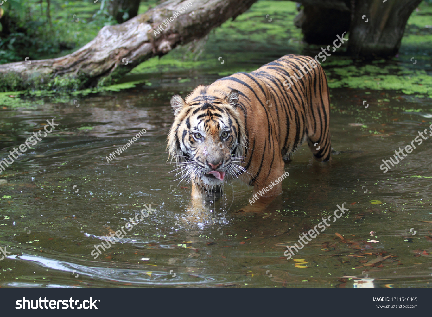 Sumatran Tiger Only Tiger Population That Stock Photo (Edit Now) 1711546465