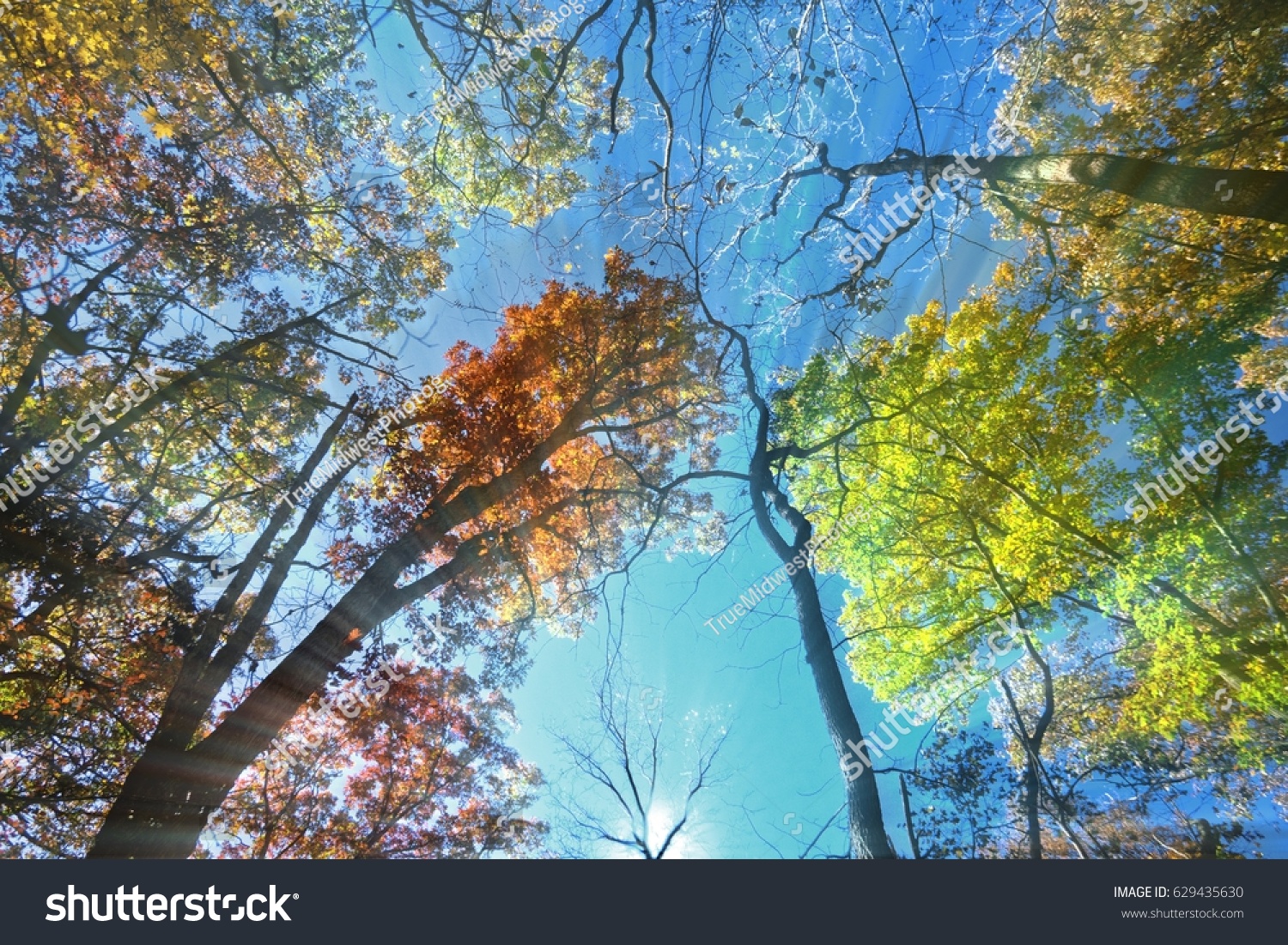 Sun Streaking Through Trees Late Fall Stock Photo Edit Now 629435630