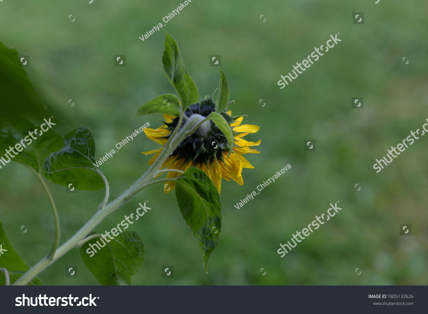 7-sepals-bent-back-images-stock-photos-vectors-shutterstock