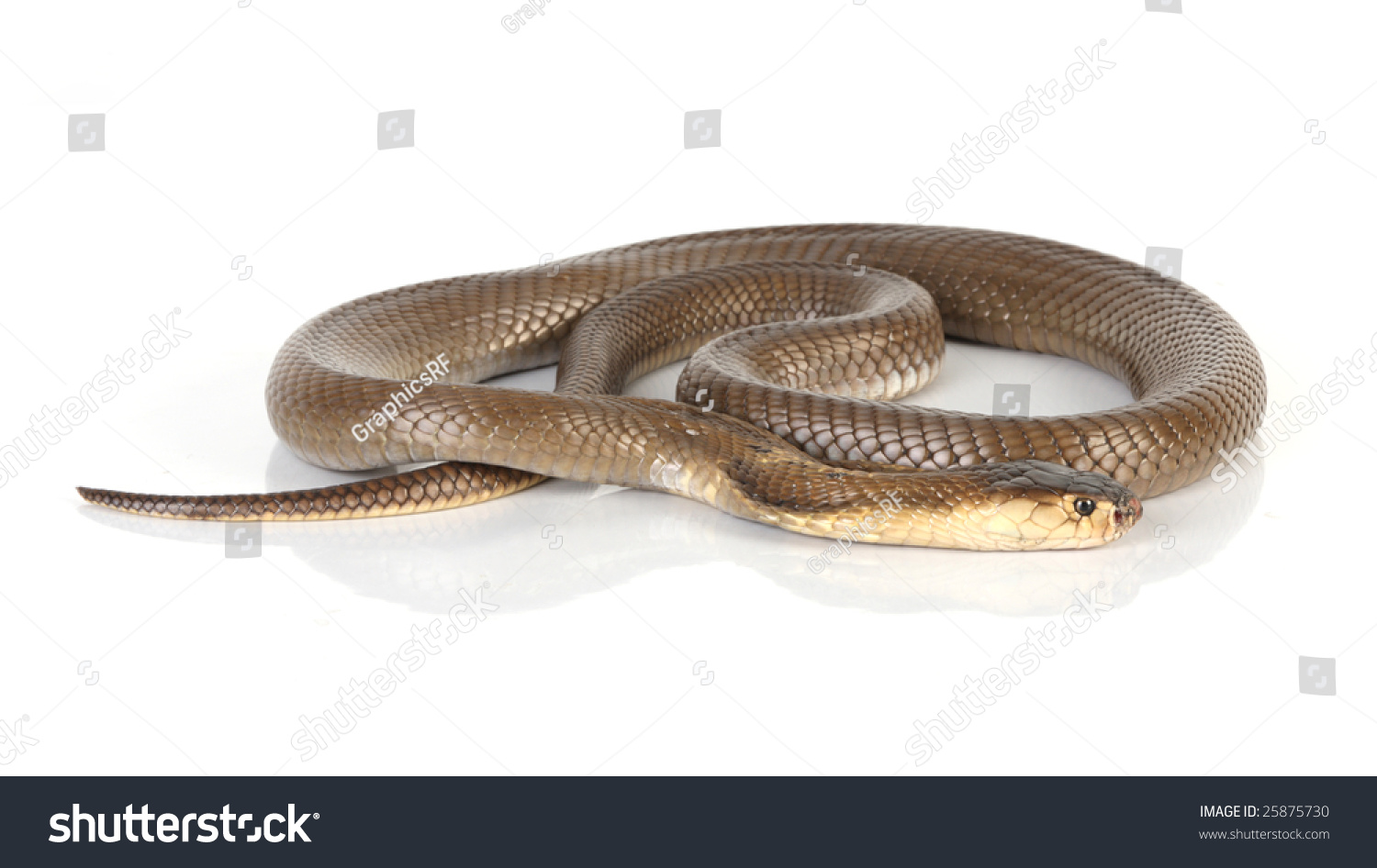 The Suphan Cobra In A Coiled Position Stock Photo 25875730 : Shutterstock