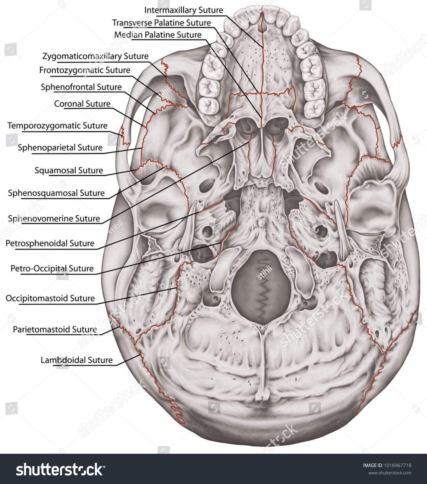 Sutures Joints Bones Cranium Head Skull Ilustración de stock1016967718
