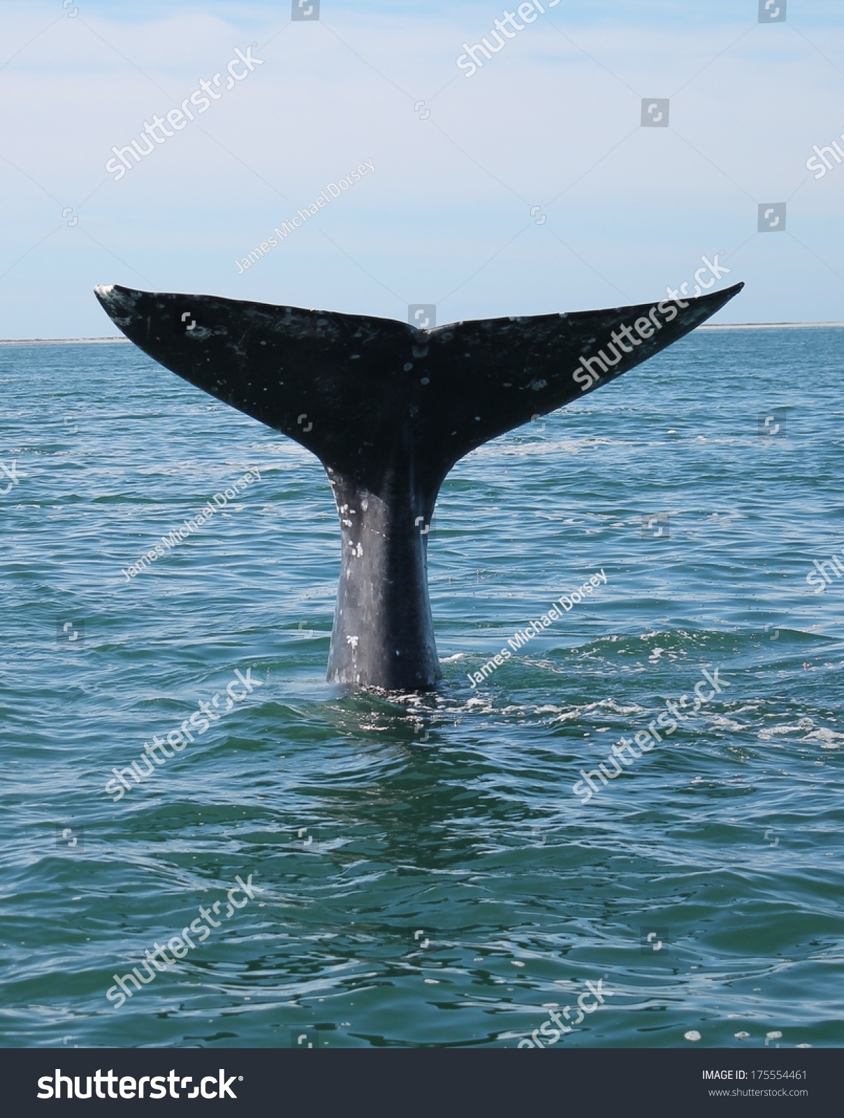 The Tail Flukes Of A Gray Whale Rise In The Air As It Dives In A ...