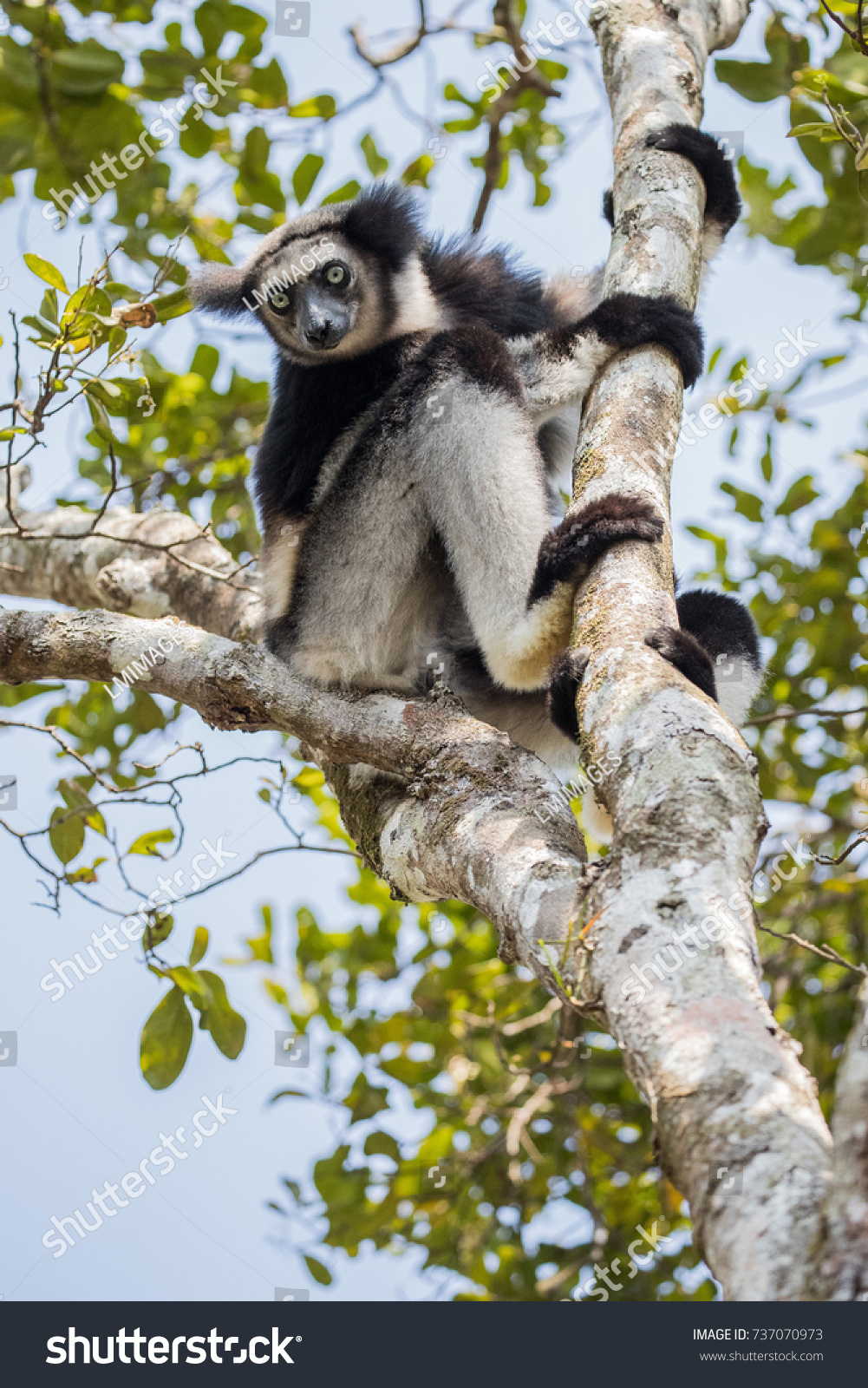 lemur teddy bear