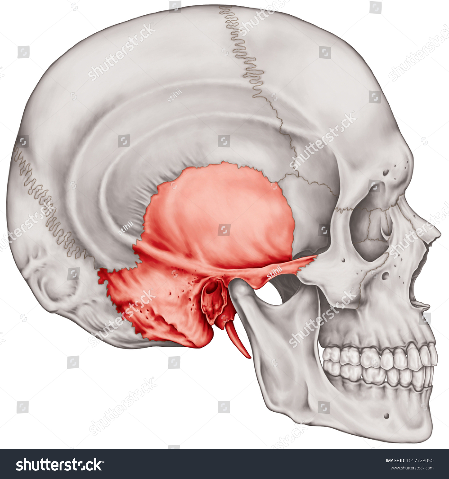 Temporal bone Images, Stock Photos & Vectors | Shutterstock