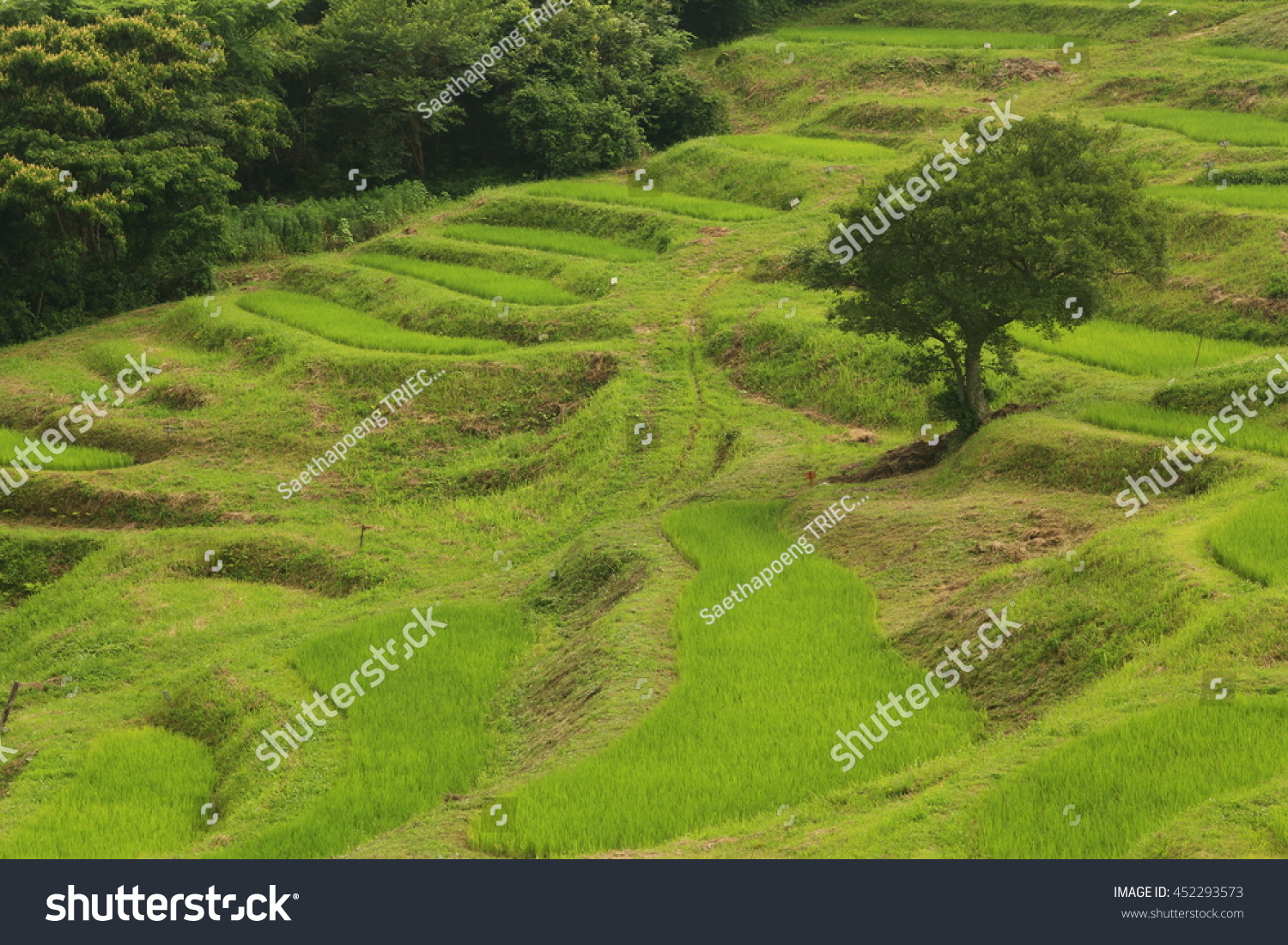 Terraced Rice Paddies Oyama Senmaida Chiba Stock Photo Edit Now