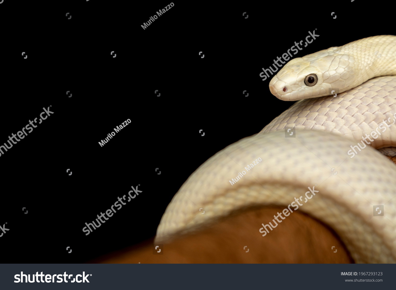 Texas Rat Snake Elaphe Obsoleta Lindheimeri Stock Photo (Edit Now ...