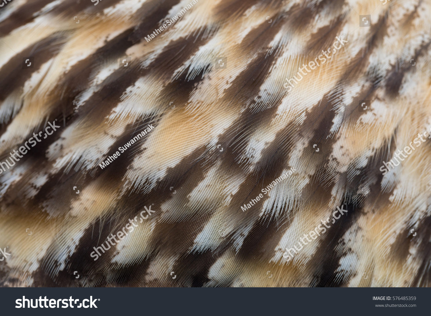 Texture Owl Feather Stock Photo 576485359 | Shutterstock