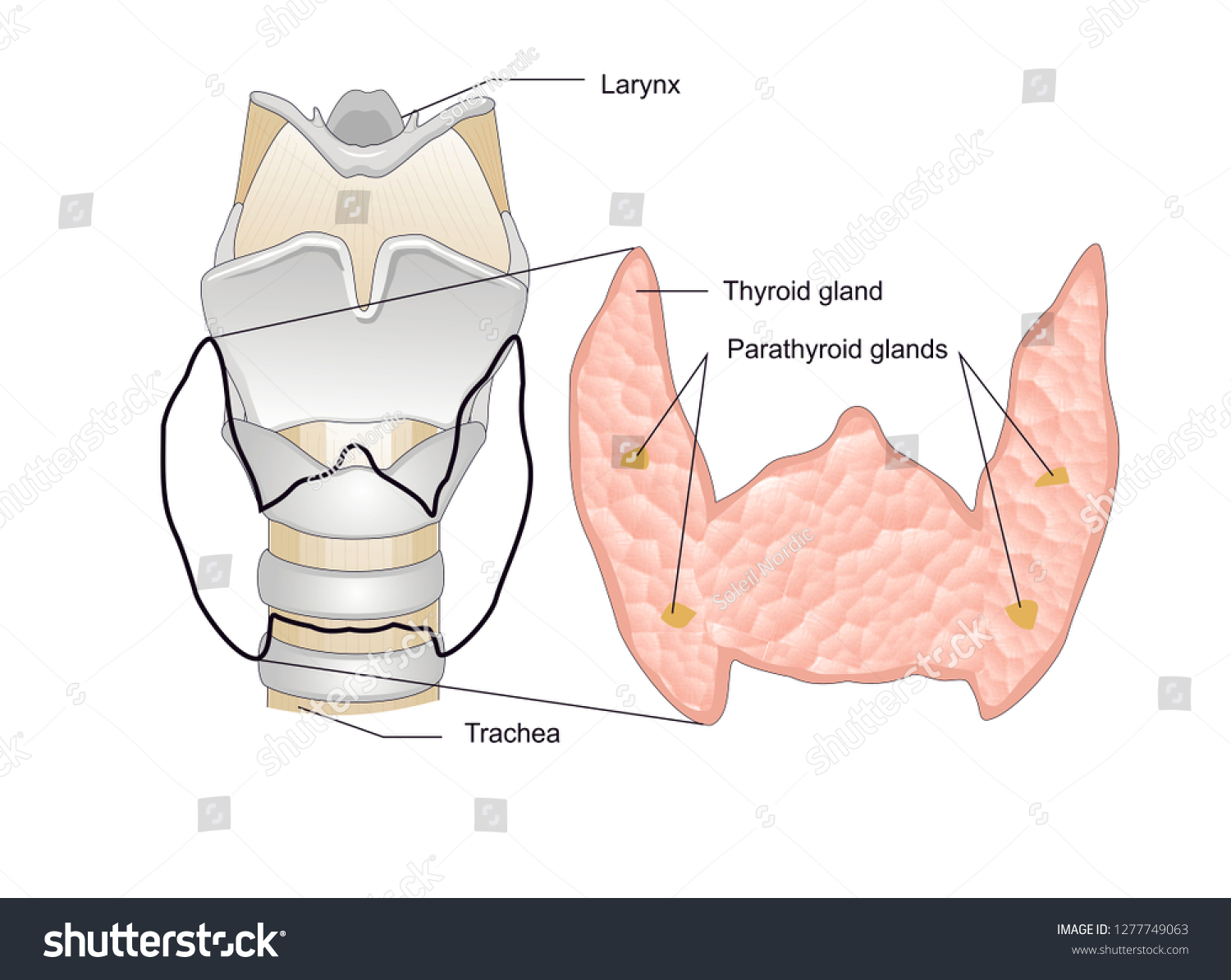 Thyroid Gland Endocrine Gland Neck Makes Stock Illustration 1277749063 ...