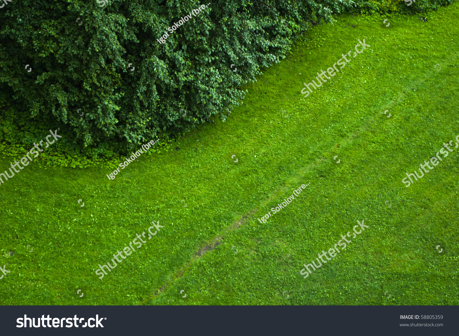 Top View On Green Lawn Stock Photo 58805359 - Shutterstock