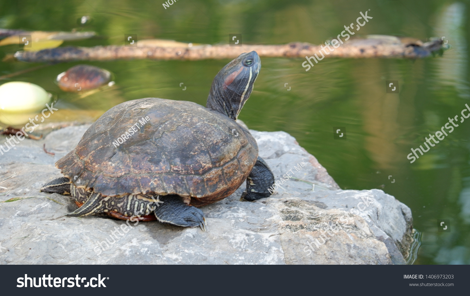 Turtle Amphibian Stock Photo (Edit Now) 1406973203