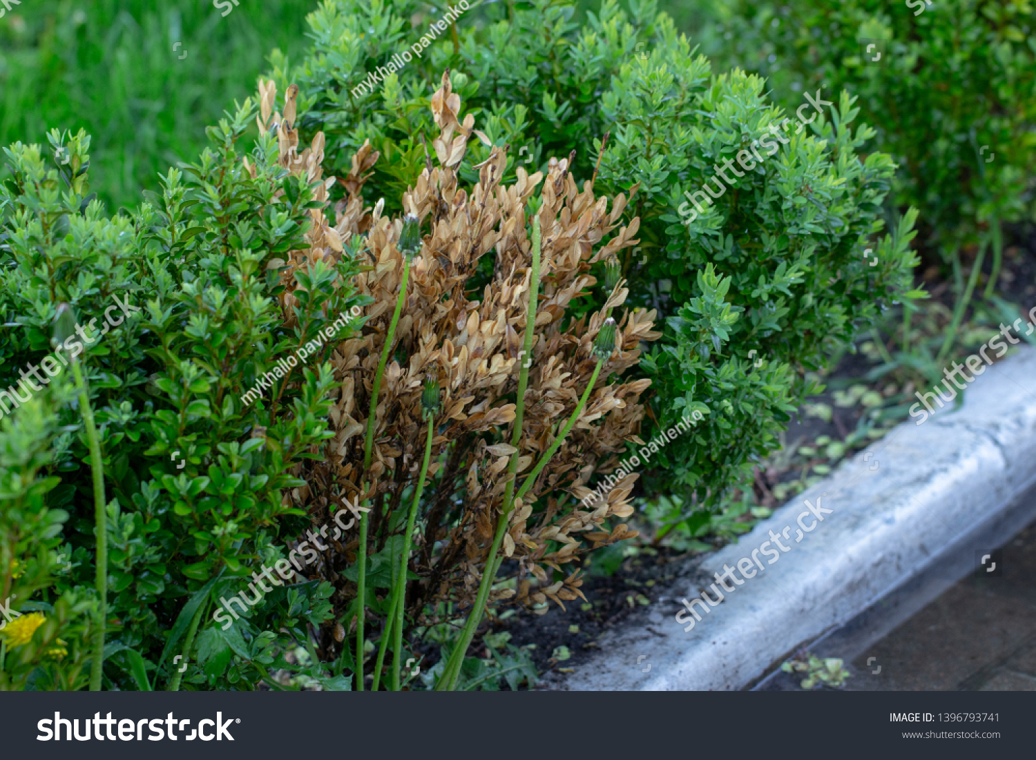 Twigs Leaves Boxwood Turn Yellow Because Stock Photo Edit Now 1396793741