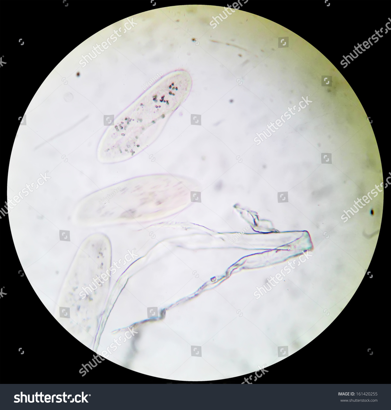 The View Of The Microscope--Paramecium Stock Photo 161420255 : Shutterstock