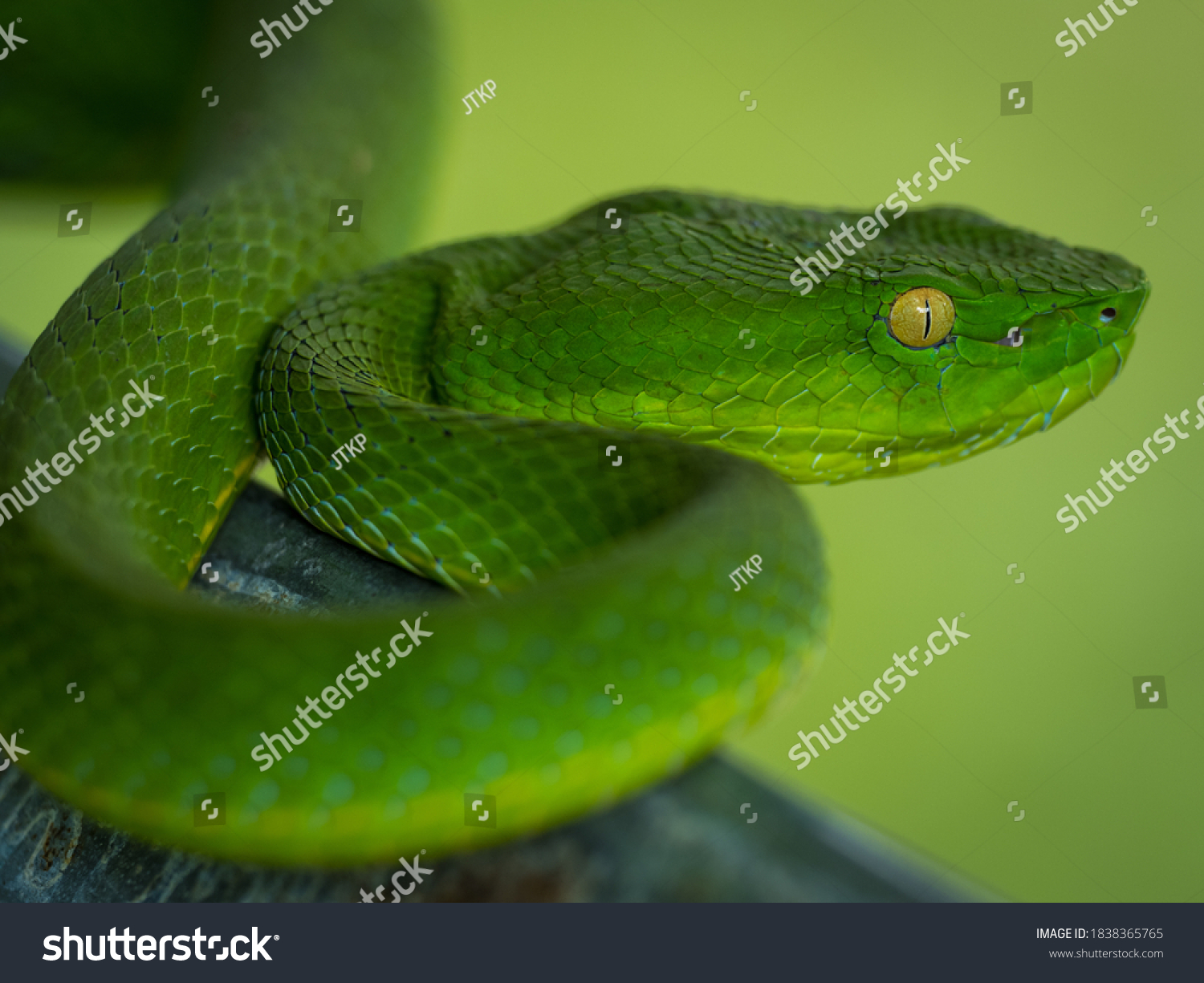 Green Pit Viper Largely Arboreal Lives Stock Photo (Edit Now) 1838365765