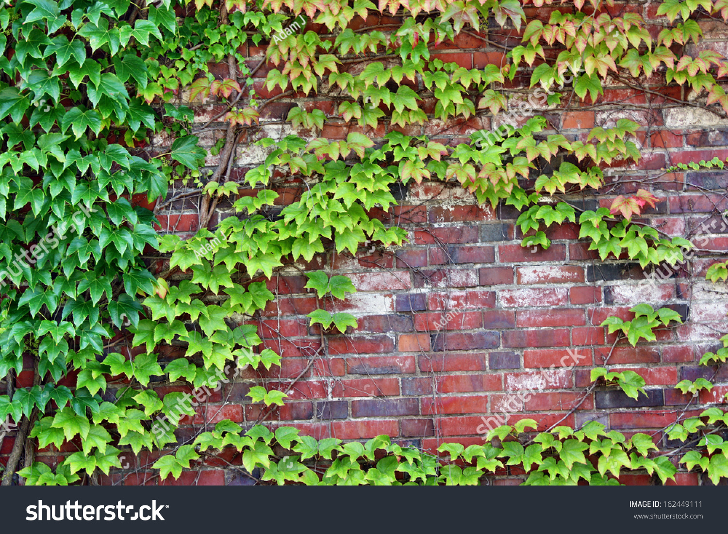 Wall Castle Palace Overgrown Ivy Plants Stock Photo 162449111 ...