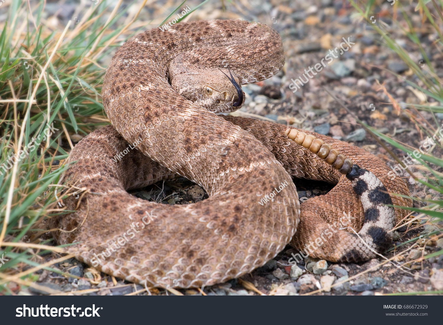 Western Diamondback Rattlesnake Texas Diamondback Crotalus の写真素材 今すぐ編集