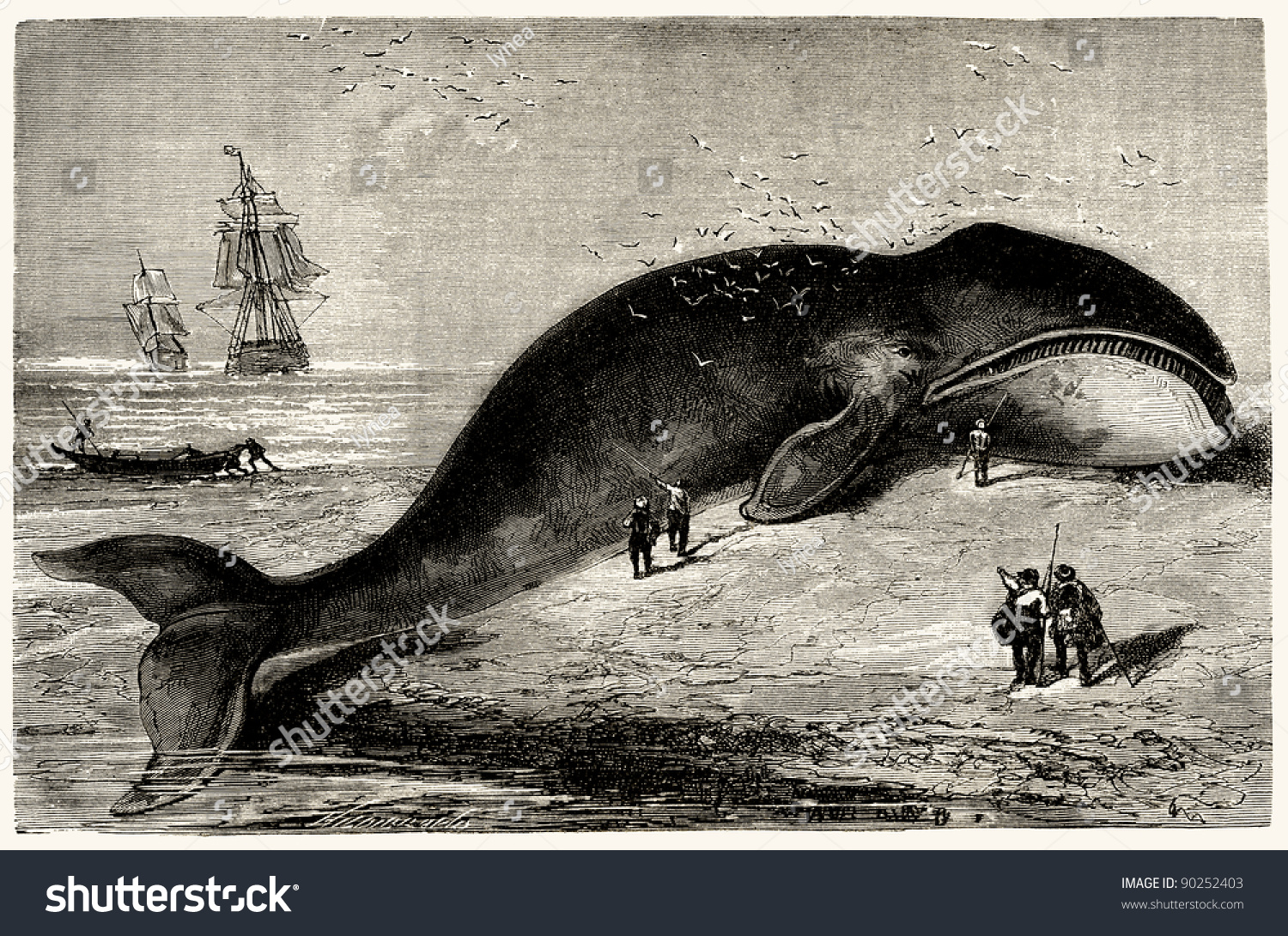 The Whale - Vintage Engraved Illustration - 