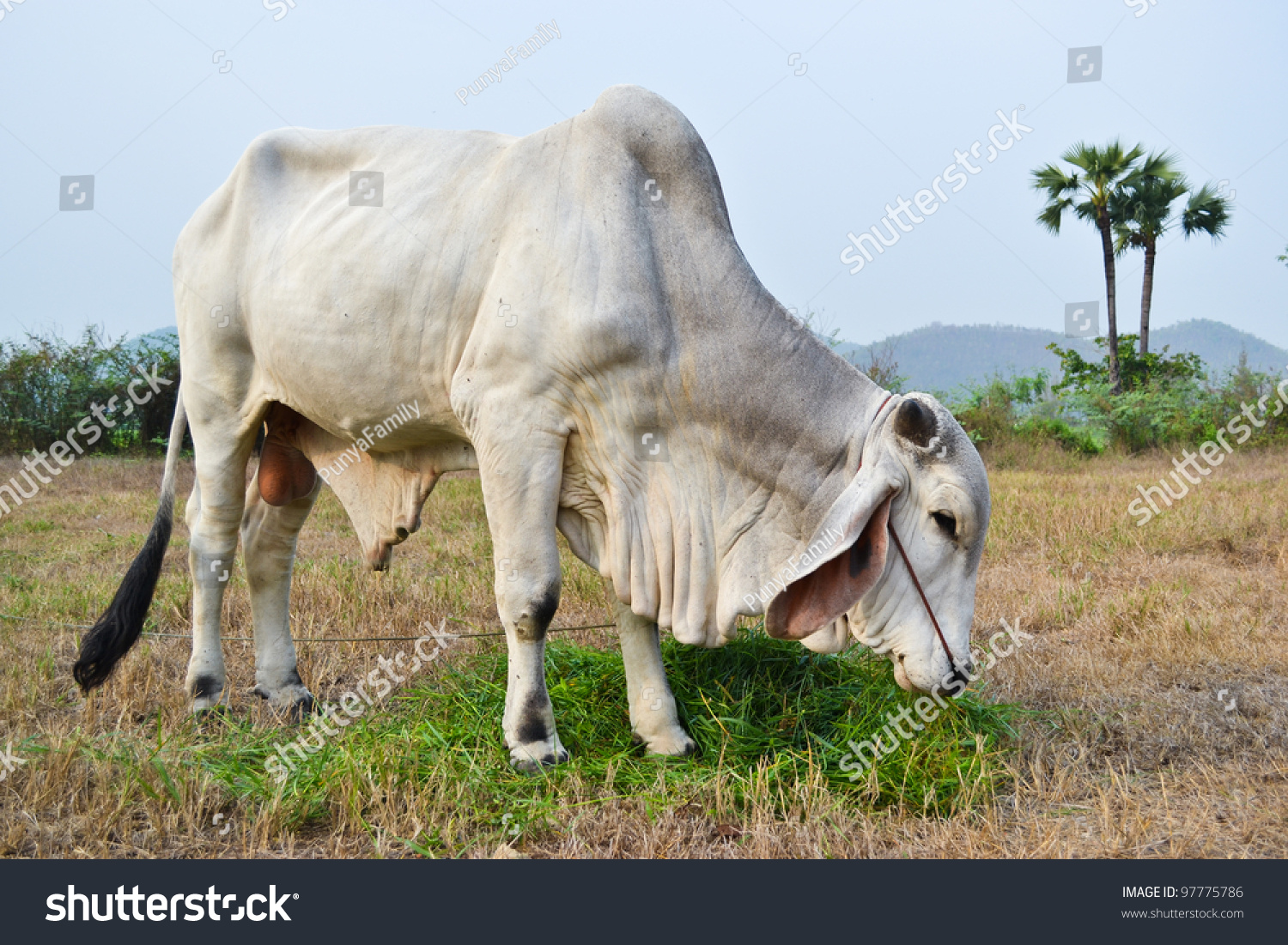 The White Ox Eating Grass On Field Of Thailand Stock Photo 97775786 ...