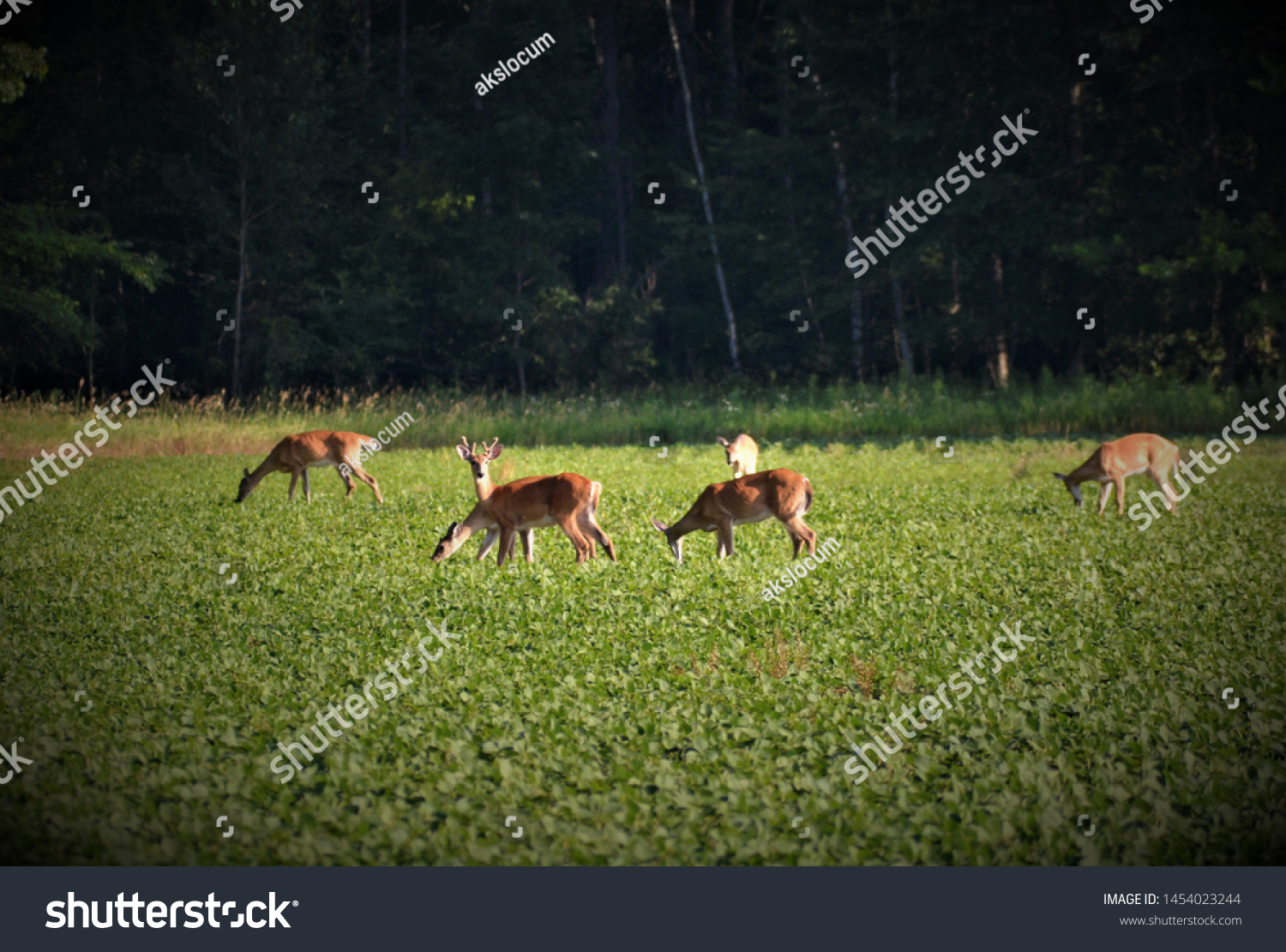 what is a herd of deer called