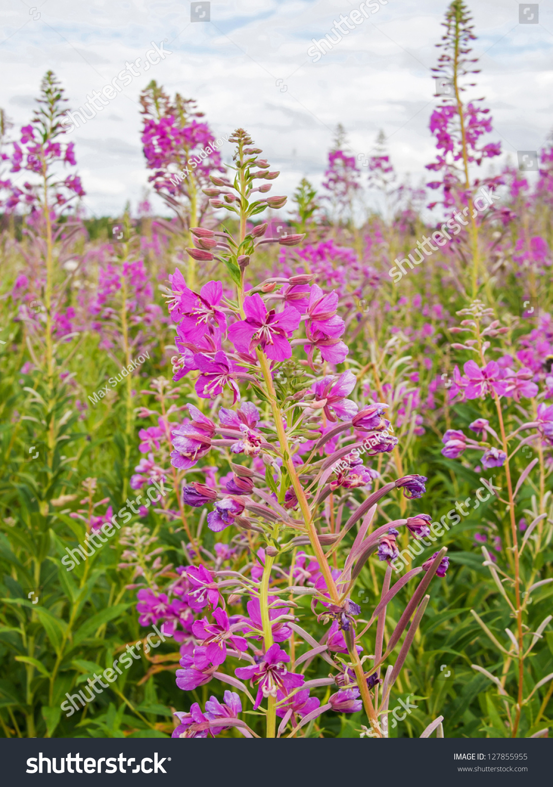 The Wild Medicinal Plant. Fireweed. Epilobium Angustifolium. Chamerion ...