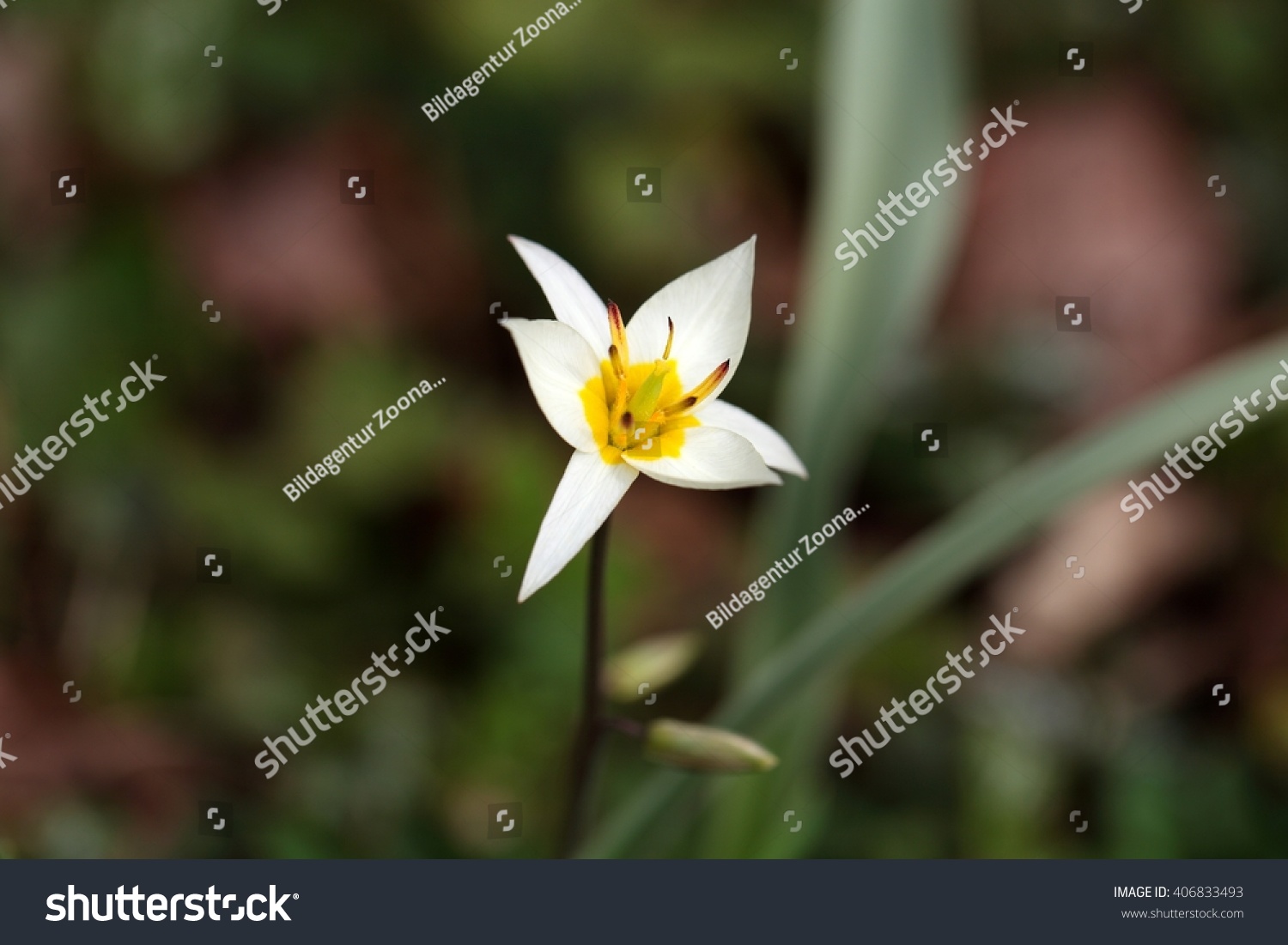 Wild Tulip Tulipa Turkestanica Central Asia Stock Photo Edit Now 406833493