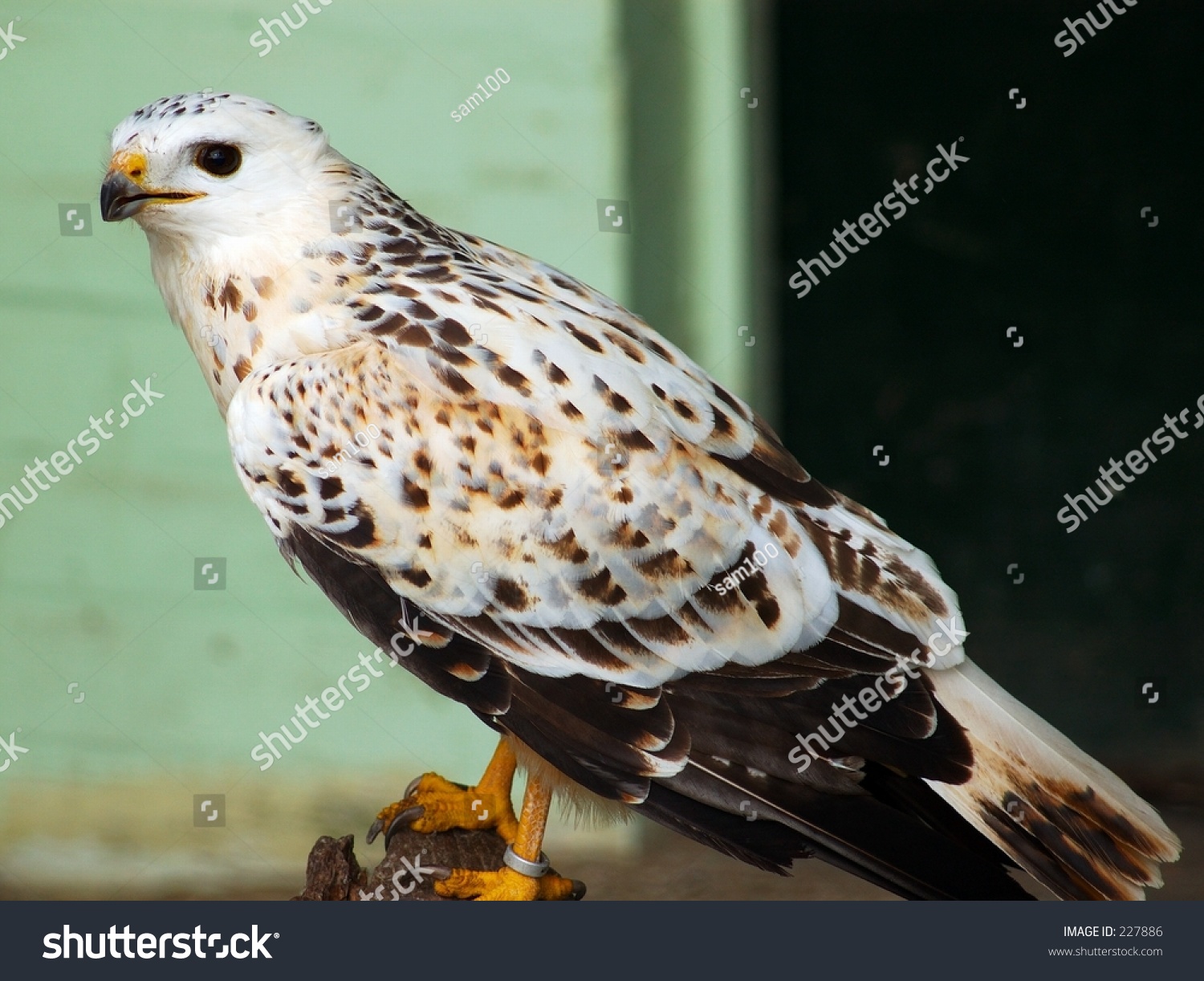 The Wildlife Bird Reserve In The City Of Knokke In Belgium. A White ...