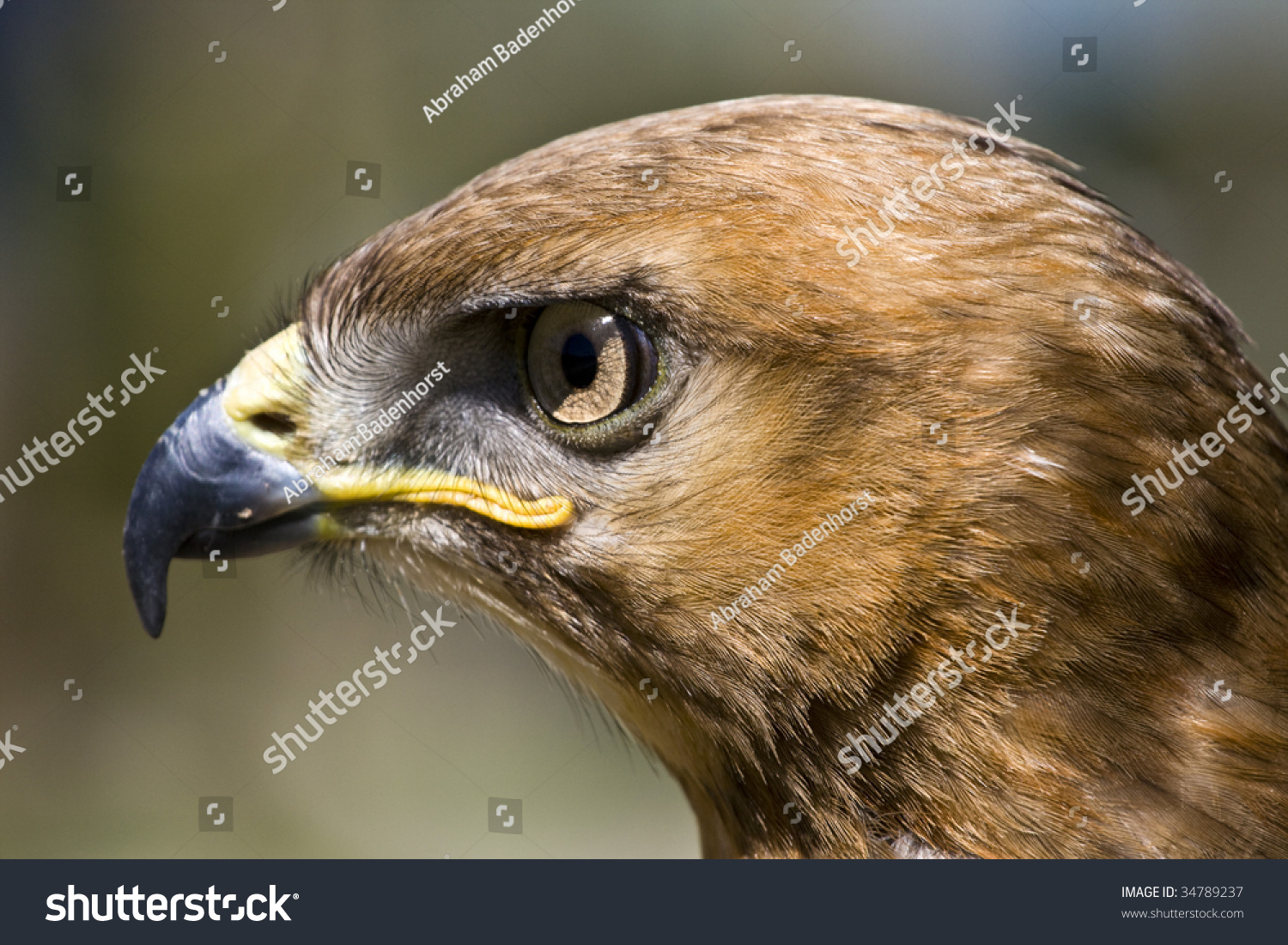 The Yellow-Billed Kite Milvus Aegyptius, A Bird Of Prey Stock Photo ...