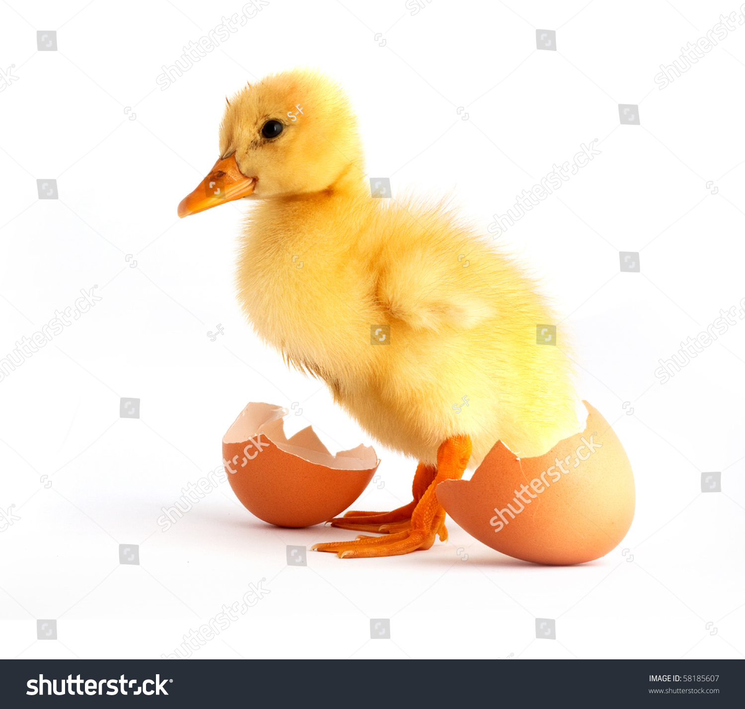 The Yellow Small Duckling With Egg Isolated On A White Background Stock ...