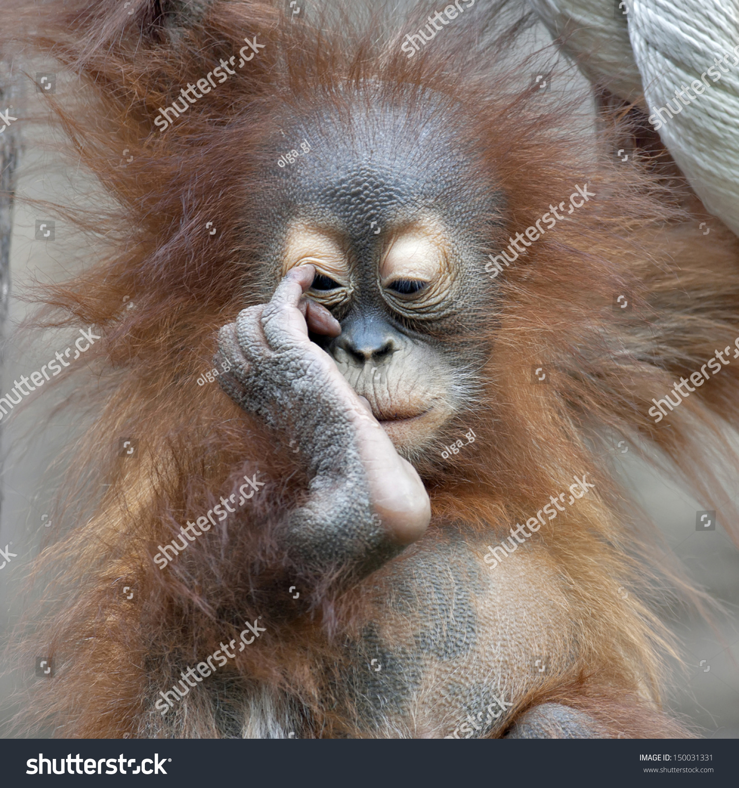 Thinking Expression Orangutan Baby Cute Cub Stock Photo Edit Now 150031331