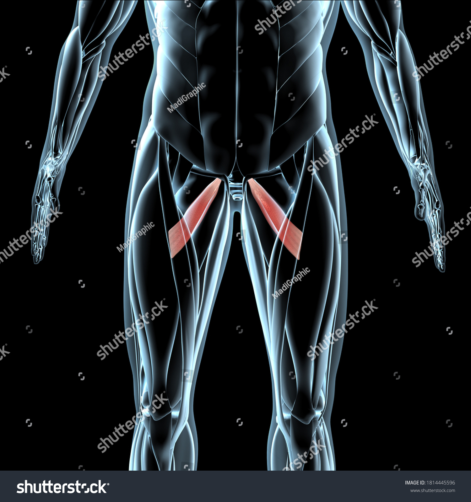 This 3d Illustration Shows View Adductor Stock Illustration 1814445596 ...