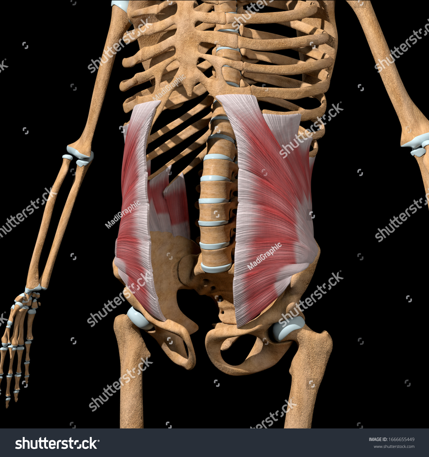 612 Internal oblique muscle Images, Stock Photos & Vectors | Shutterstock