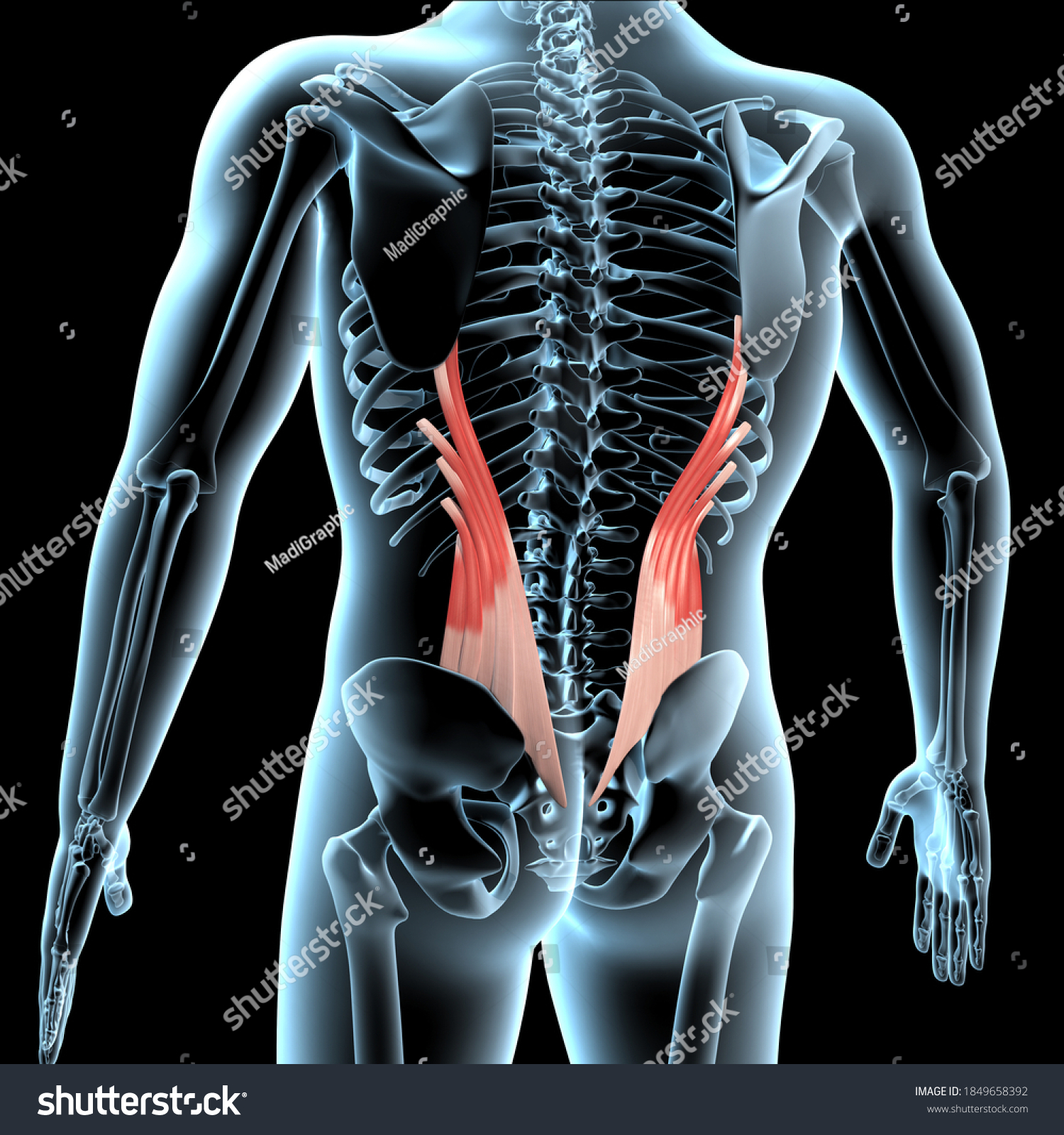 This 3d Illustration Shows Iliocostalis Lumborum Stock Illustration ...