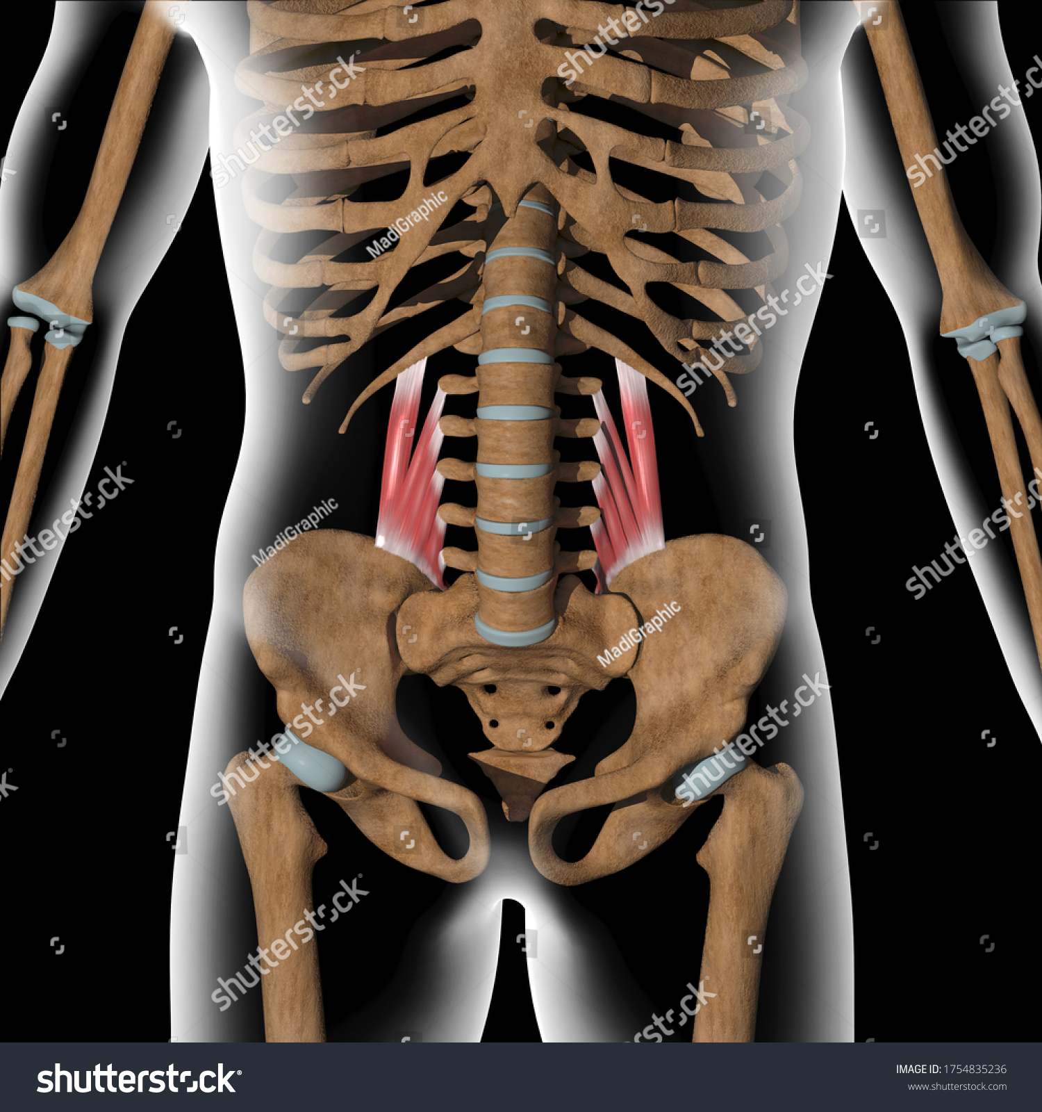 This 3d Illustration Shows Quadratus Lumborum Stock Illustration ...