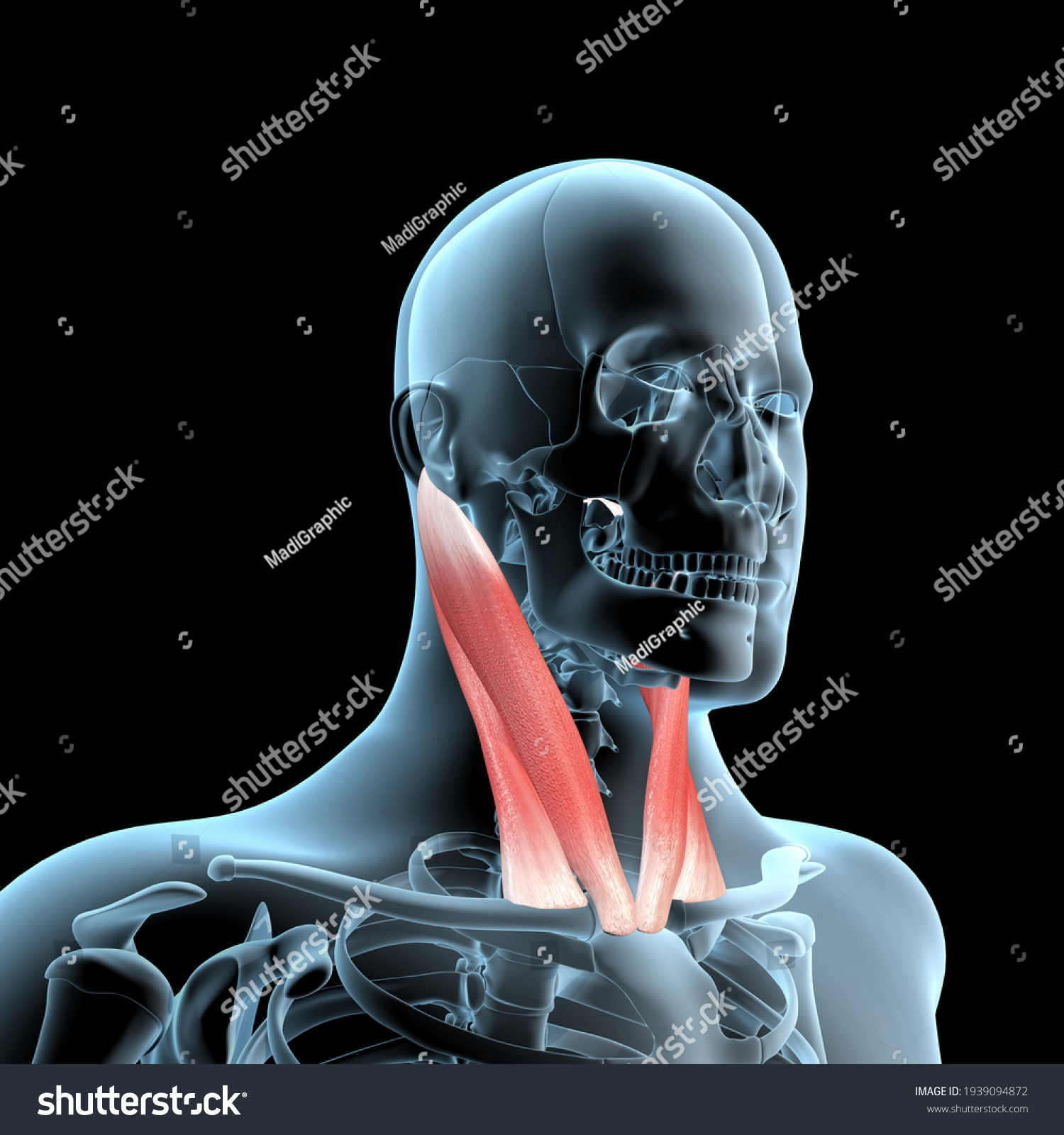 This 3d Illustration Shows Sternocleidomastoid Muscles Stock Illustration 1939094872 Shutterstock 8854