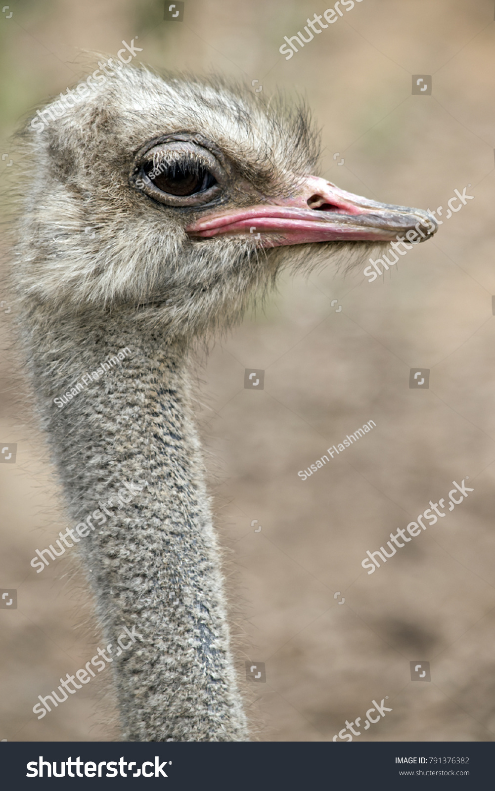 Russian Ostrich - ostrich farm (Moscow region) Russian Ostrich - ostrich farm (Moscow region)