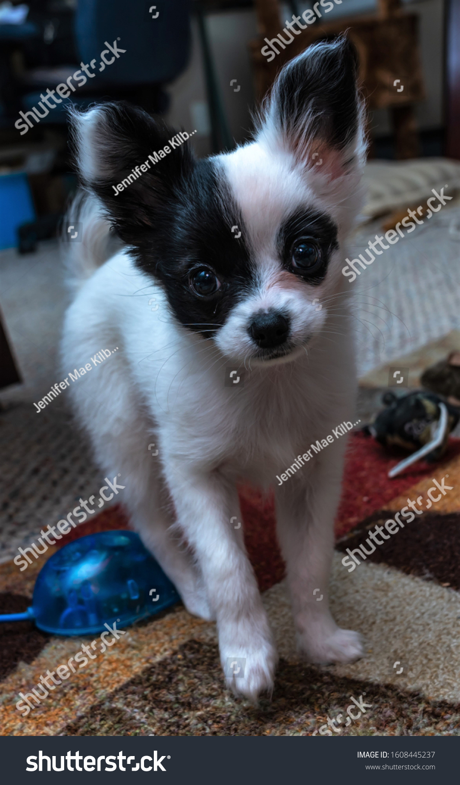 This Cute Baby Papillon Bandit Face Stock Photo Edit Now