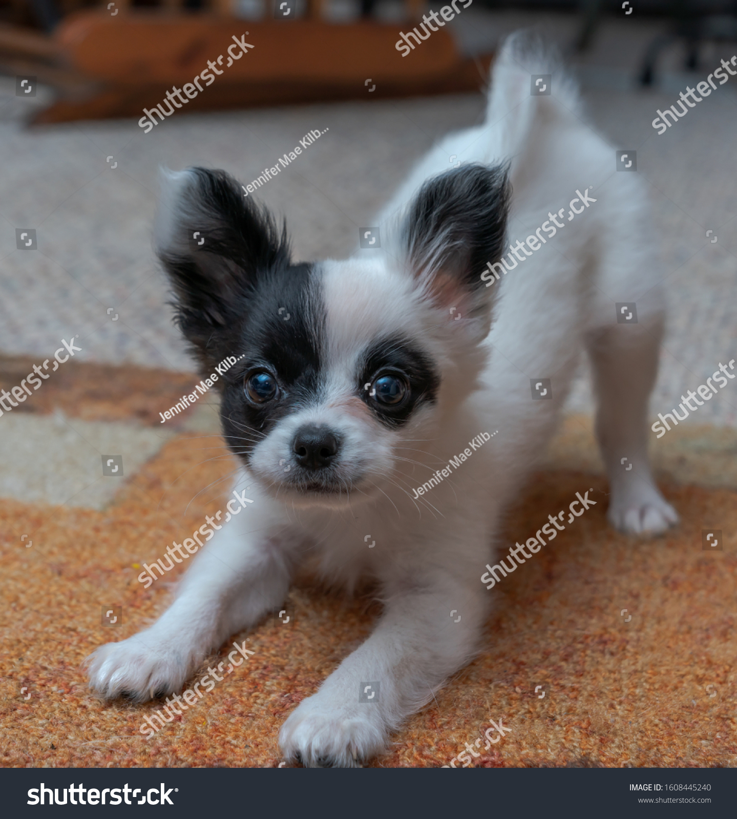 This Cute Baby Papillon Bandit Face Stock Photo Edit Now