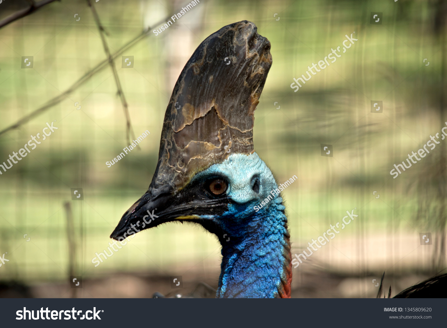 This Side View Cassowary Stock Photo Edit Now 1345809620