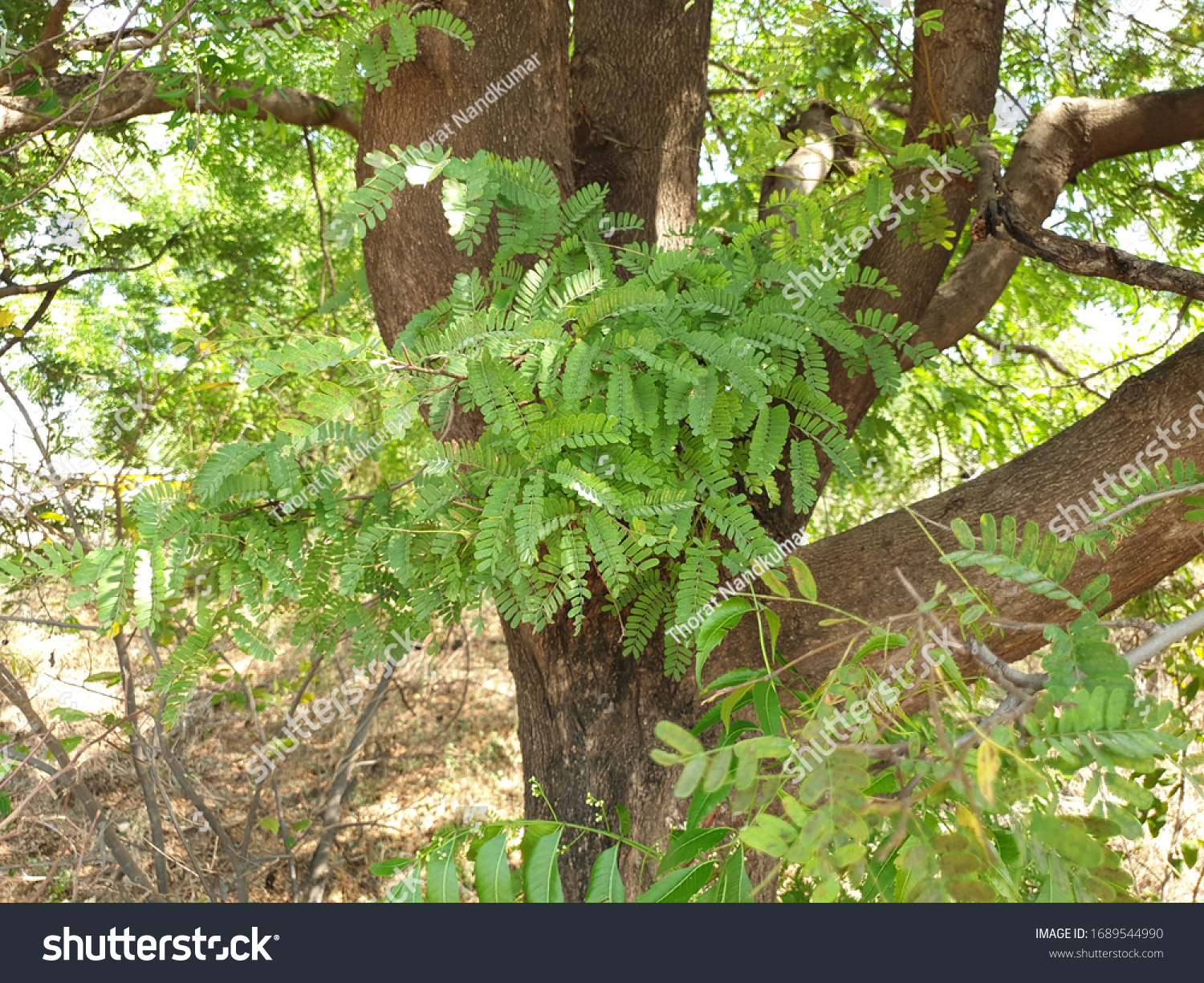 This Tamarind Tree Leaves Stock Photo Edit Now