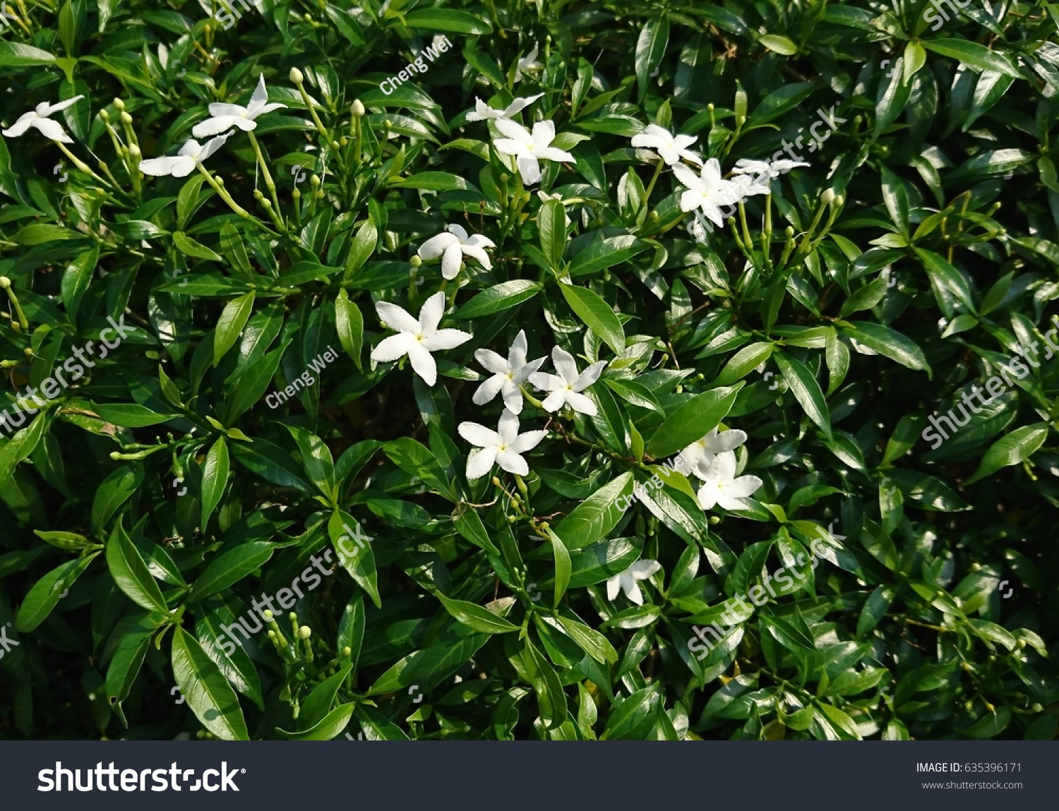 This Variety Tabernaemontana Divaricata Dwarf Species Stock Photo Edit Now 635396171