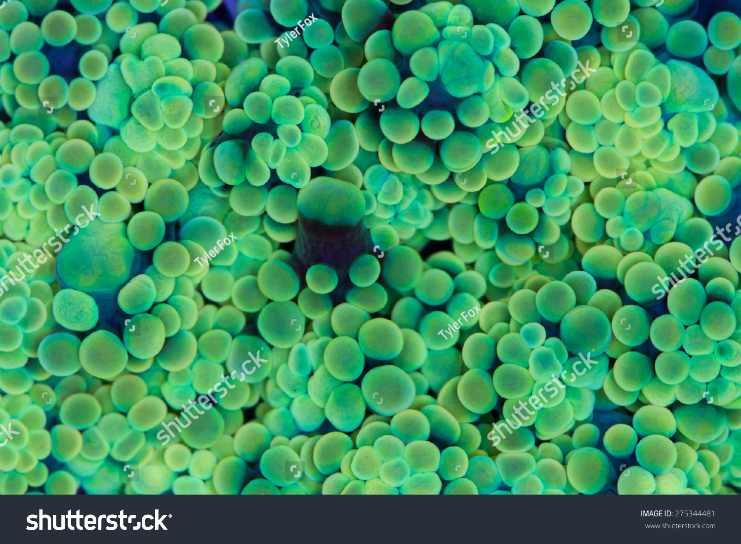 10,958 Tentacle texture Stock Photos, Images & Photography | Shutterstock