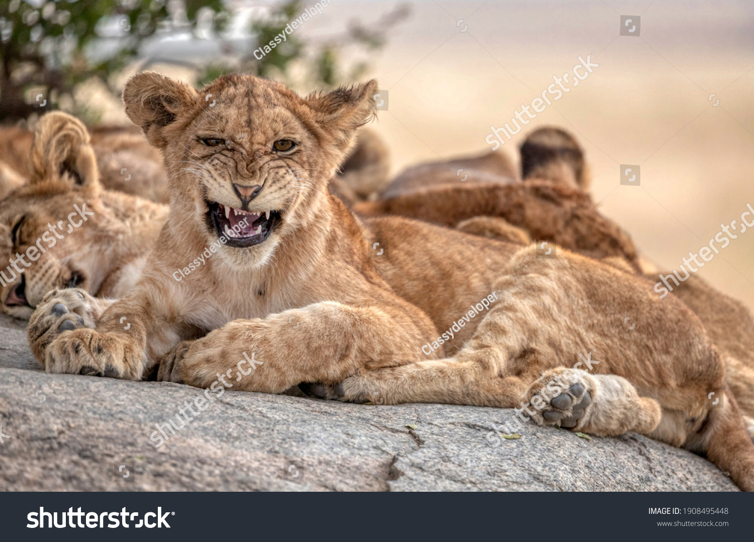 19 893 Lioness And Cub Images Stock Photos Vectors Shutterstock   Stock Photo This Is Apicture Of Cubs 1908495448 