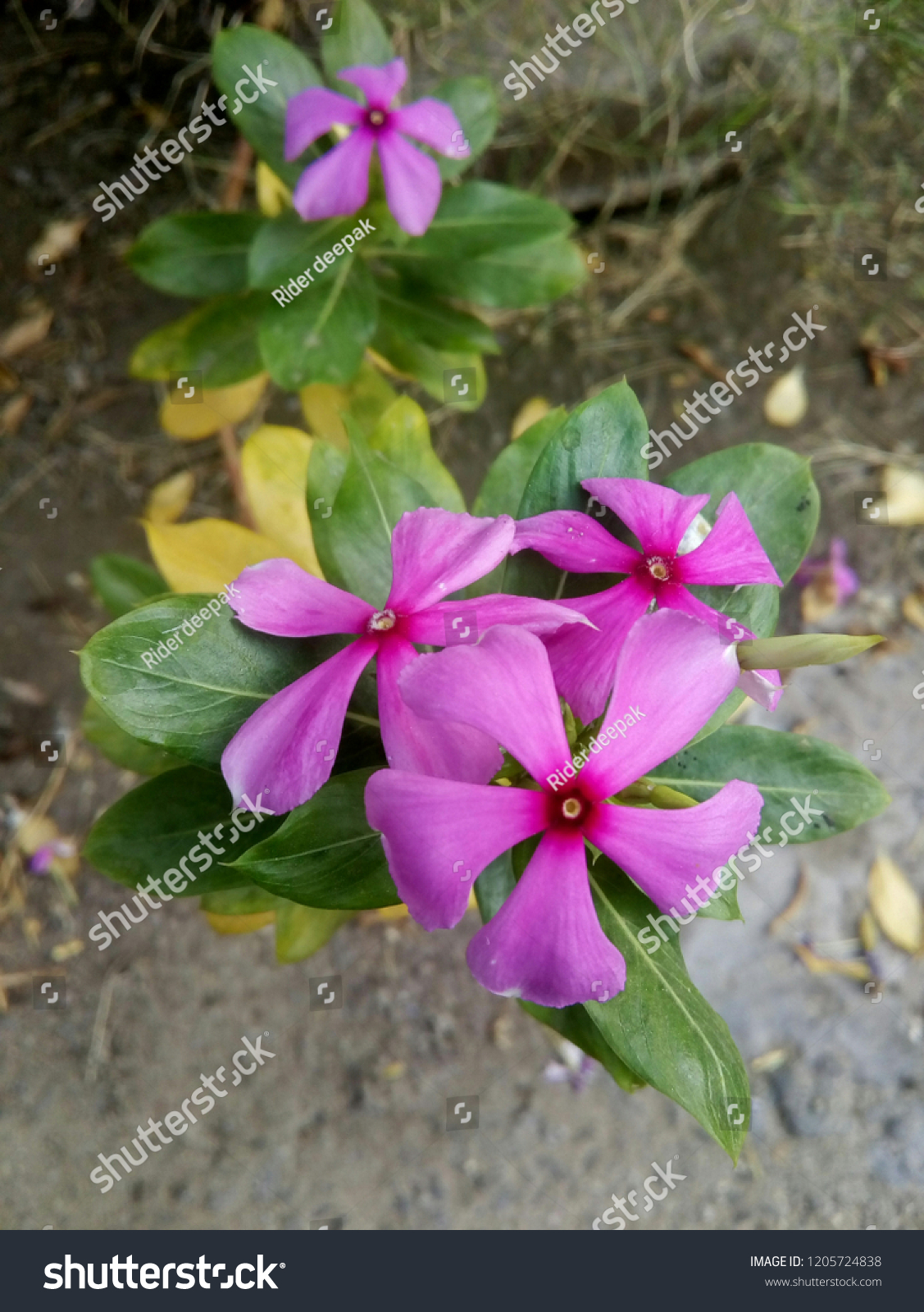 This Purple Colour Flower This Image Stock Photo Edit Now 1205724838