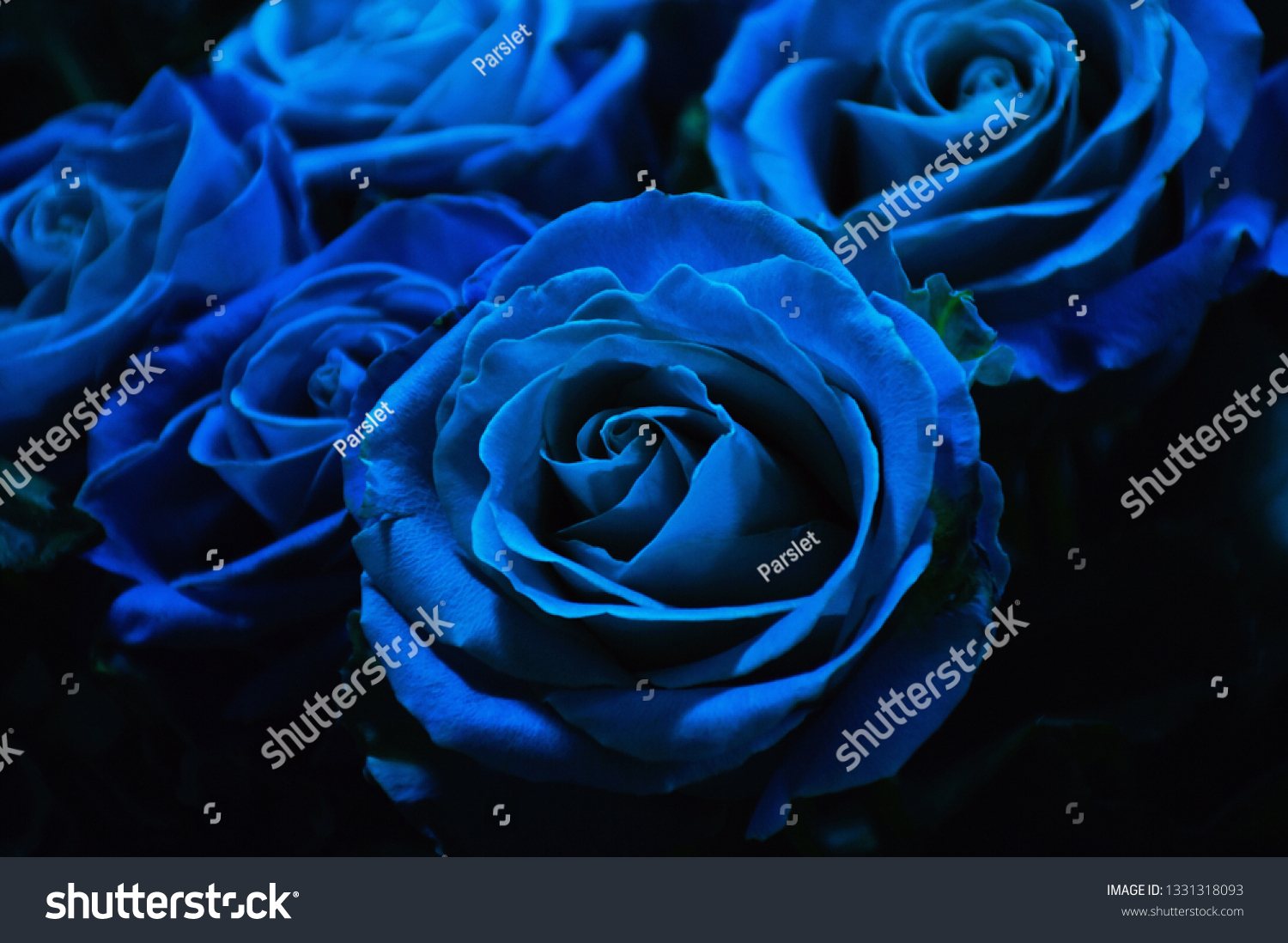 This Unusual Blue Roses Unfortunately Grow Stock Photo Edit Now 1331318093